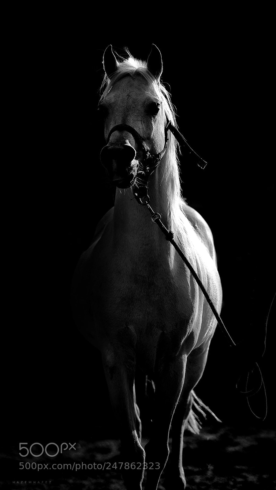 Nikon D610 sample photo. Arabian .. photography