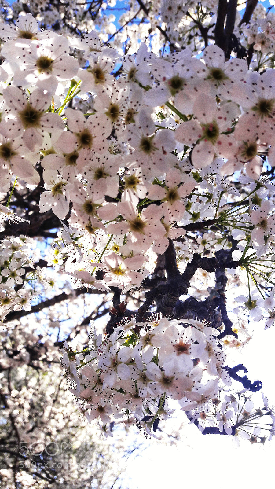 Samsung Galaxy A5(2016) sample photo. Bloom photography