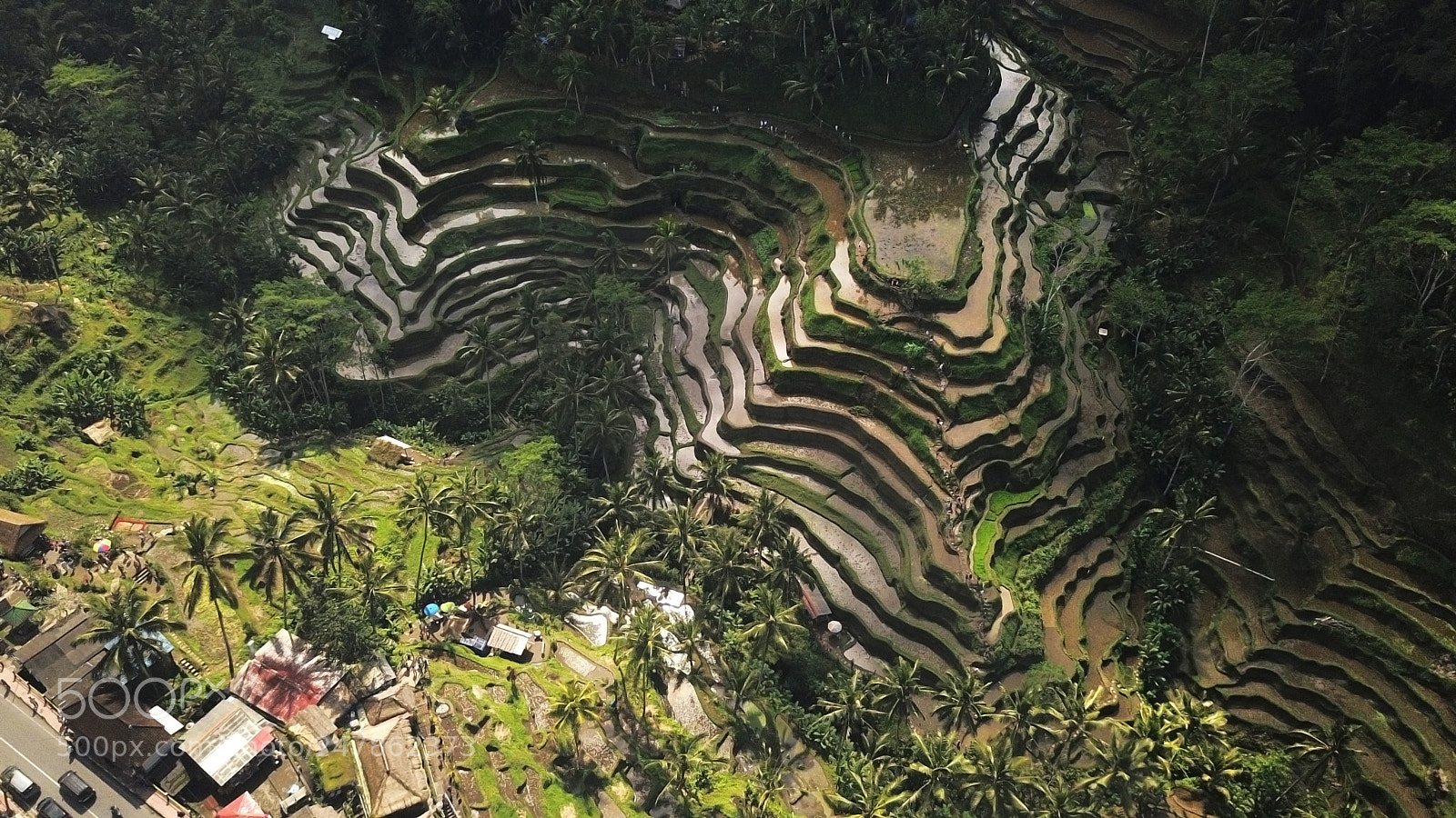 DJI FC220 sample photo. Rice terraces photography