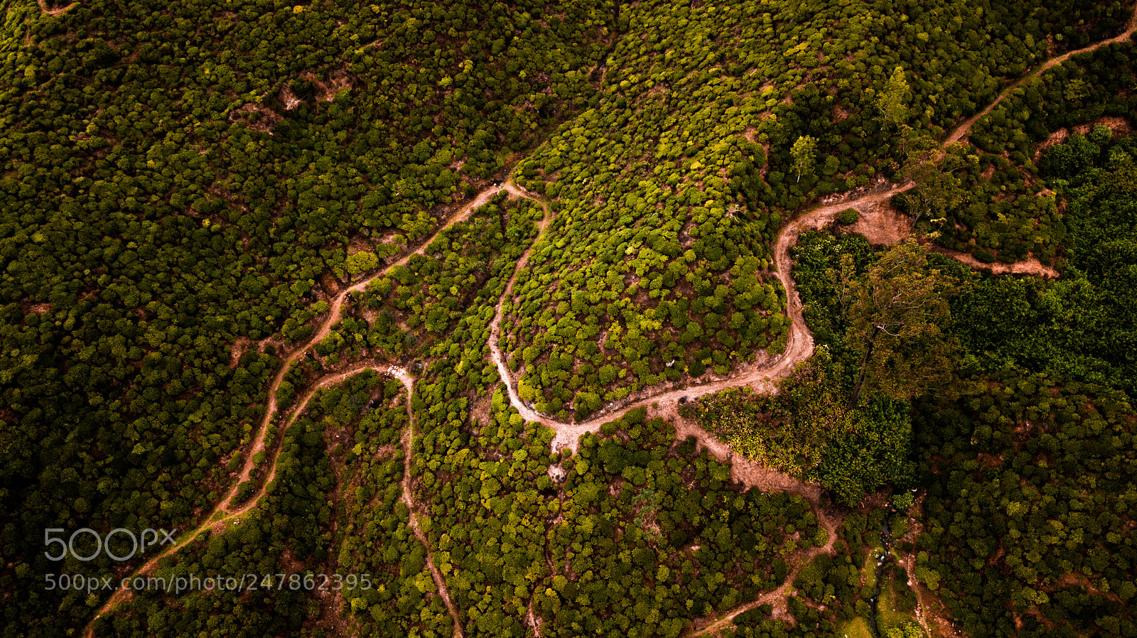 DJI FC220 sample photo. Tea plantation photography