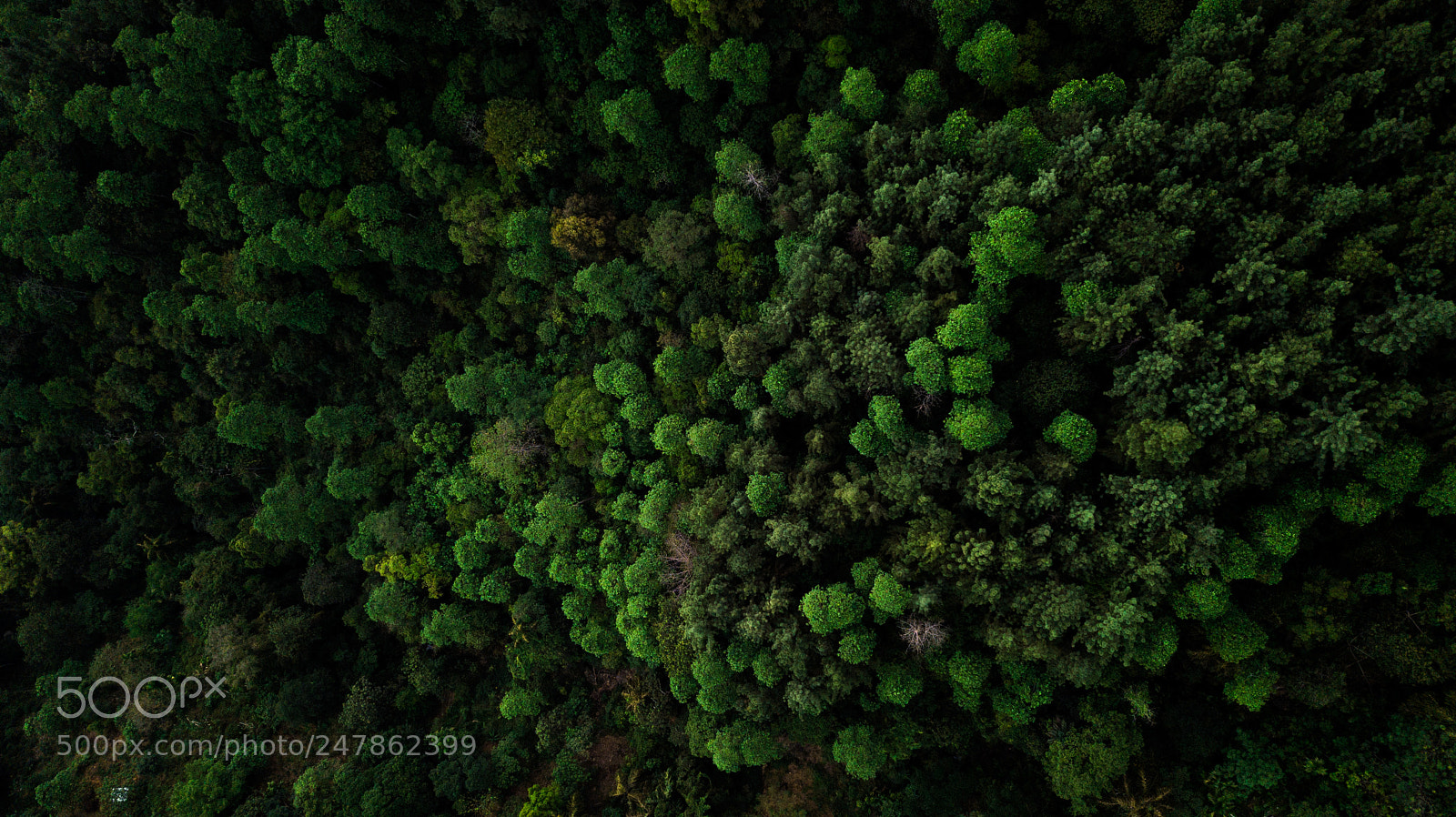 DJI FC220 sample photo. Forest photography
