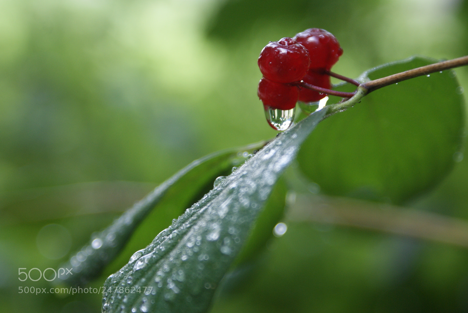 Sony DT 18-70mm F3.5-5.6 sample photo. 6607301663.jpg photography