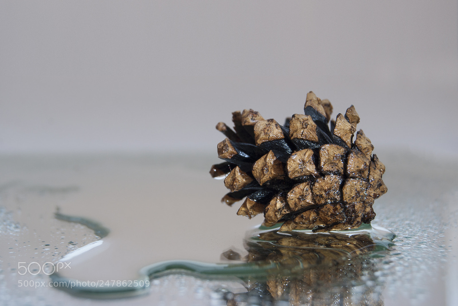 Nikon D60 sample photo. A wet pine cone photography