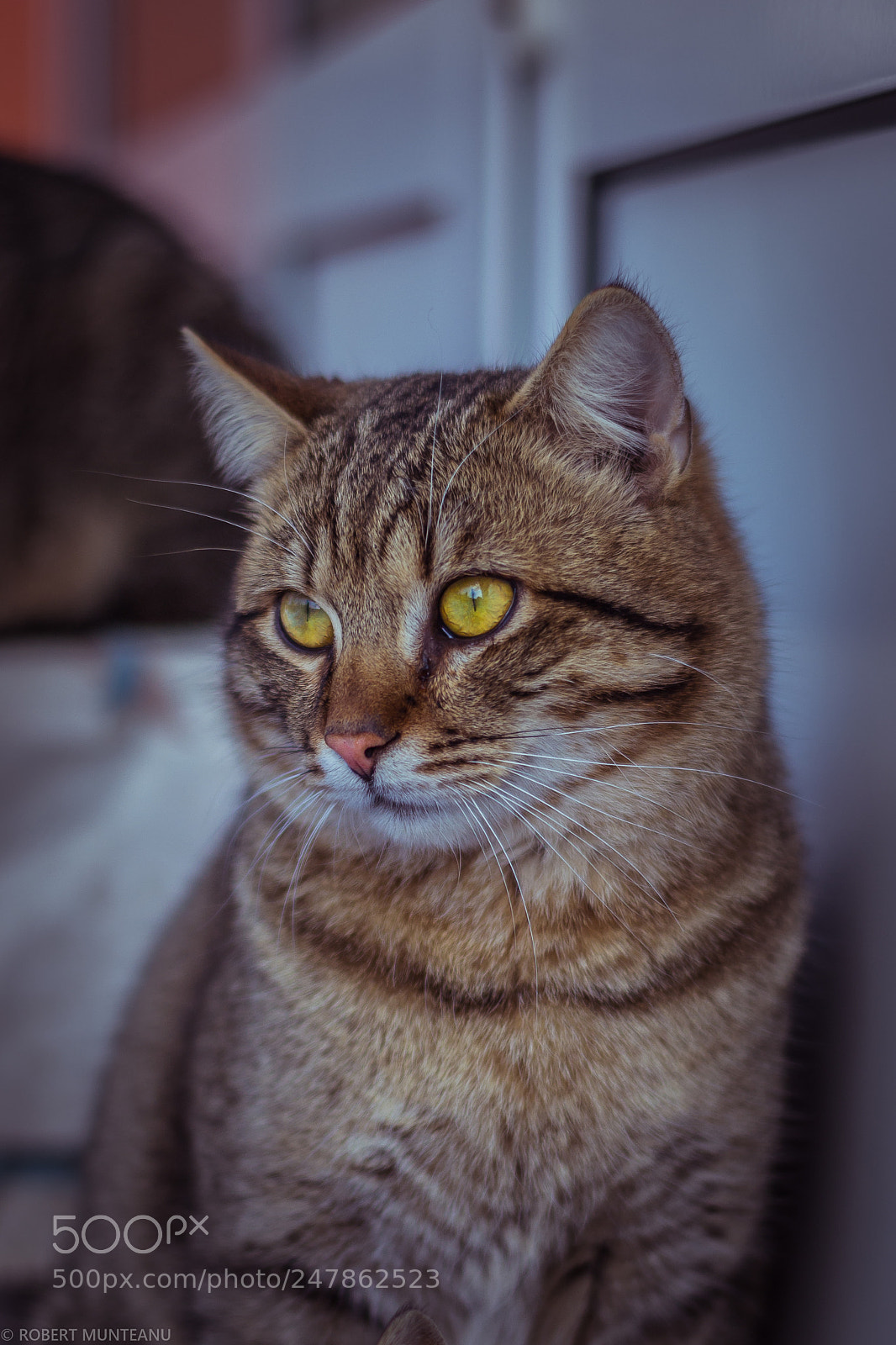 Nikon D3100 sample photo. Untitled photography