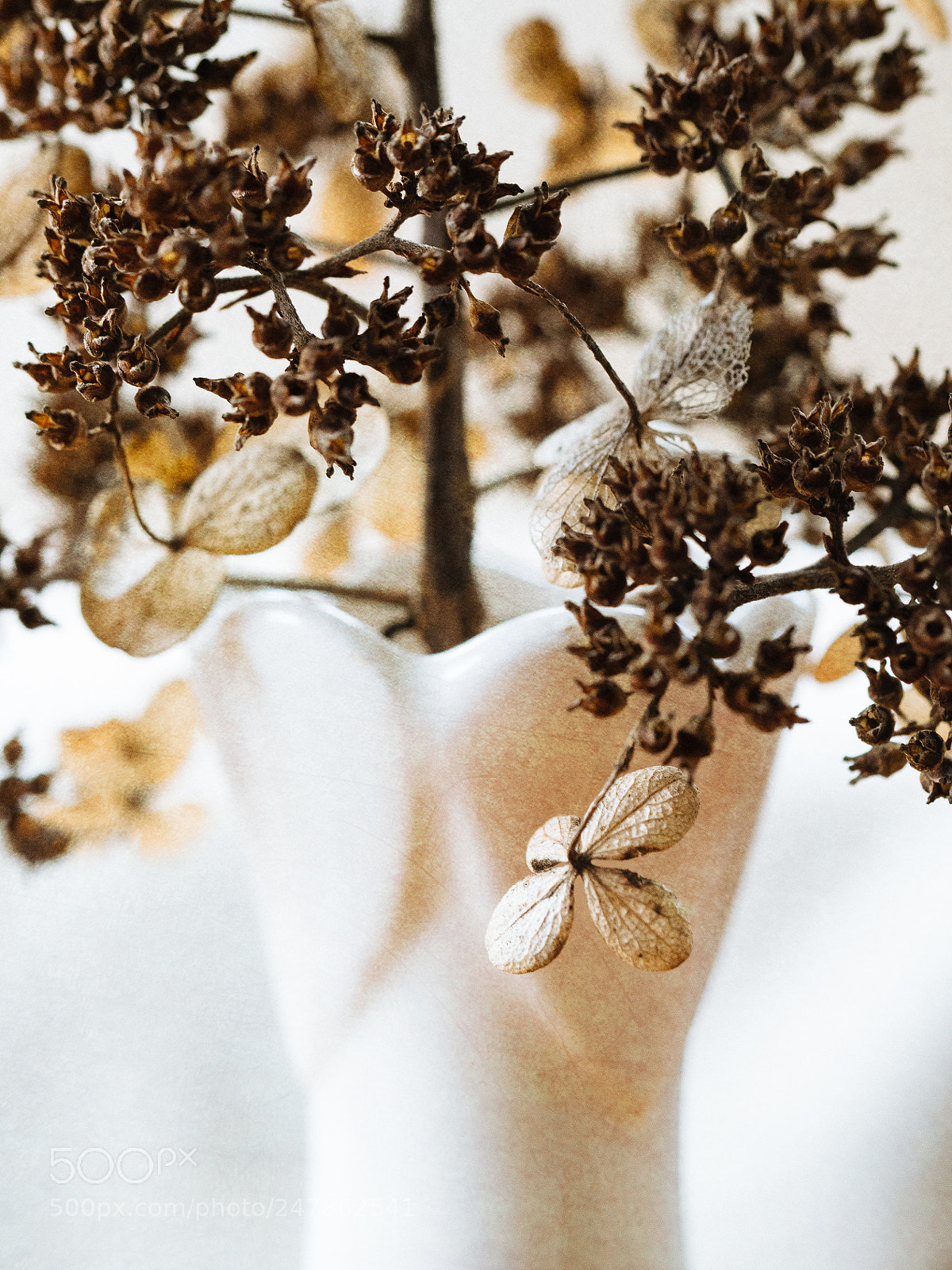 Olympus OM-D E-M1 sample photo. Fading beauty photography