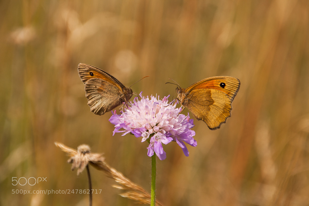 Canon EOS 1000D (EOS Digital Rebel XS / EOS Kiss F) sample photo. Met one butterfly the photography