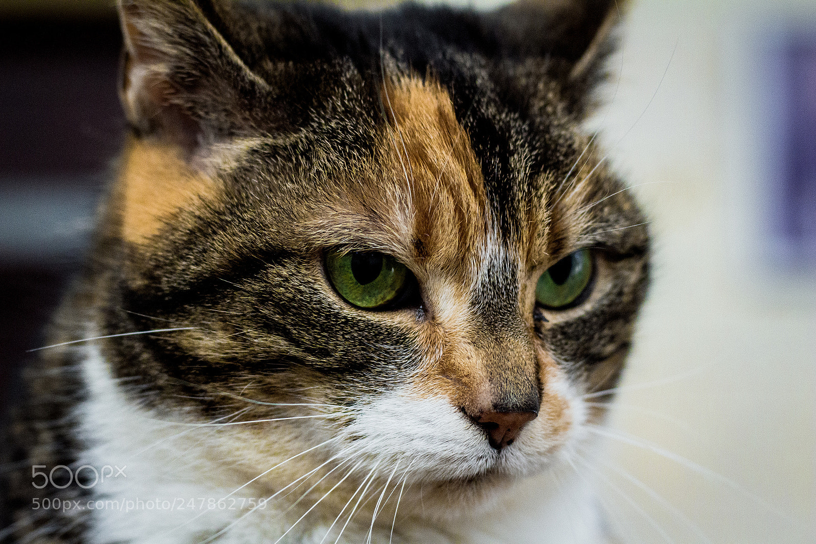 Canon EOS 700D (EOS Rebel T5i / EOS Kiss X7i) sample photo. I am ignoring you photography