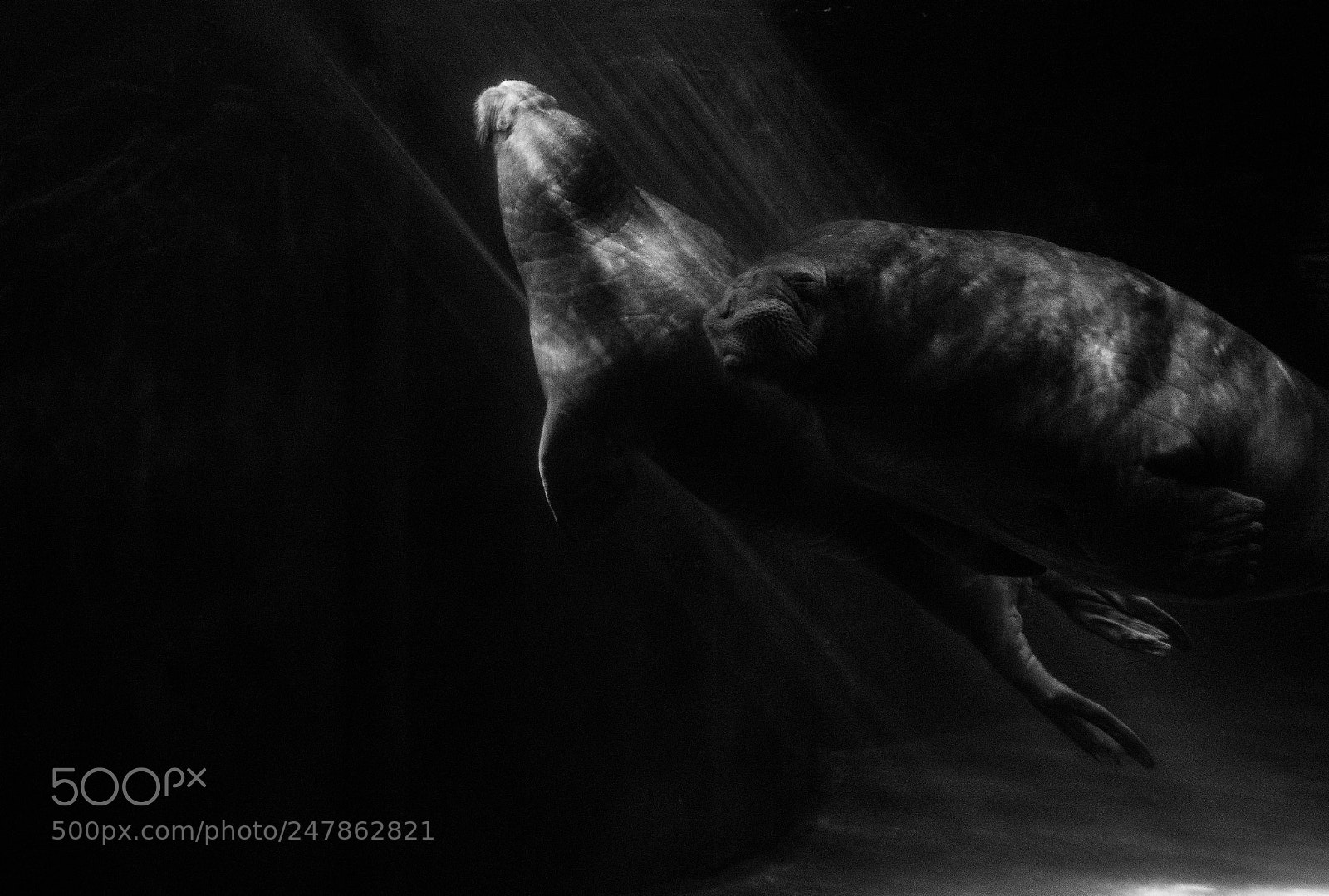Nikon D7100 sample photo. Walruses photography