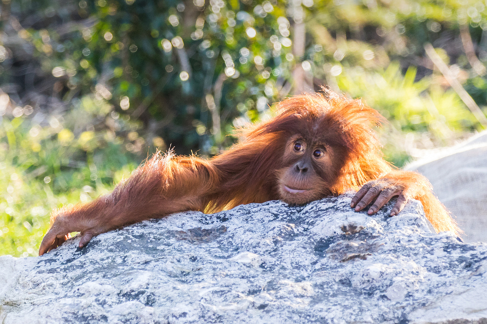 Canon EOS 7D Mark II sample photo. Orangutan photography