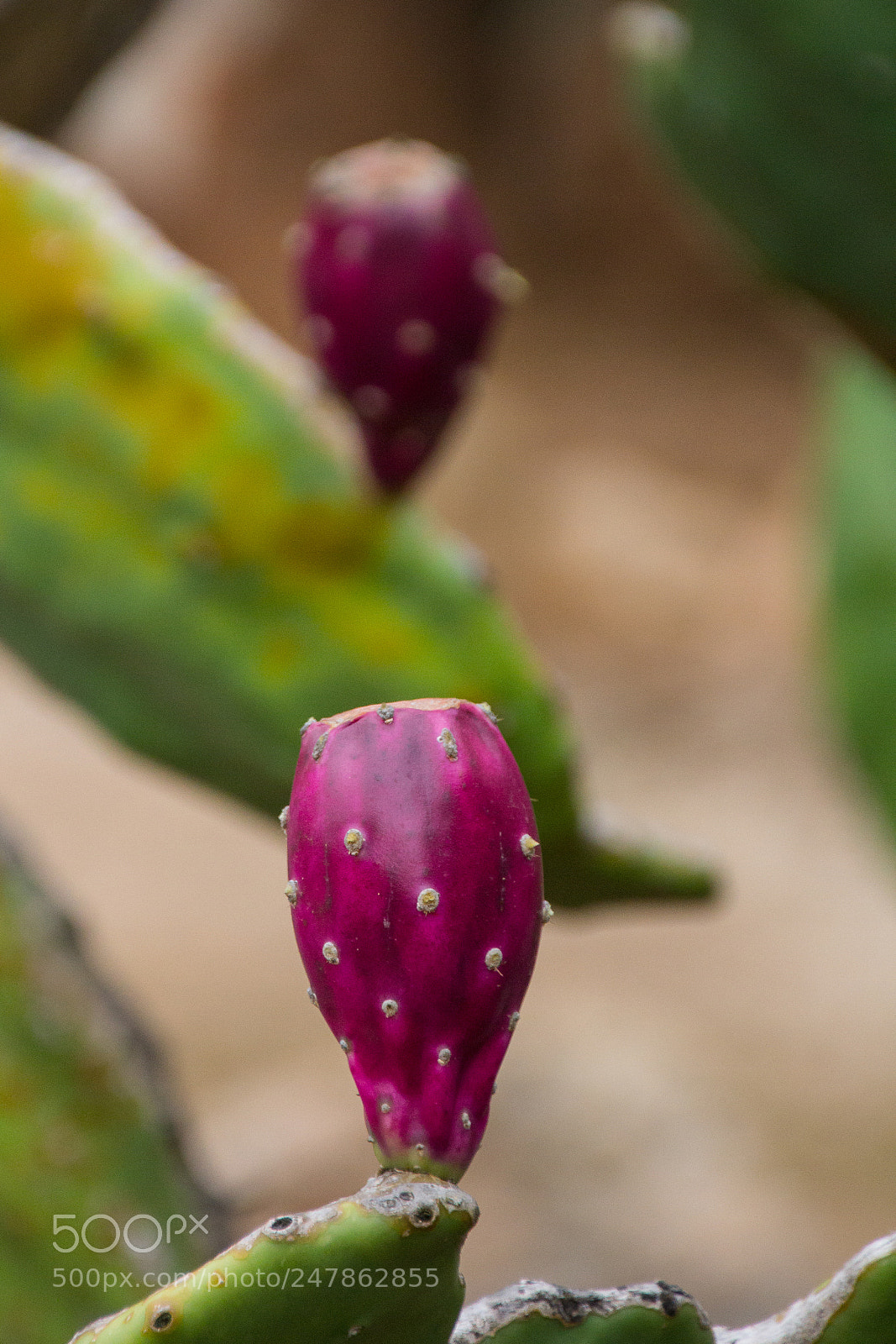 Canon EOS 60D sample photo. Green little cactus~ photography