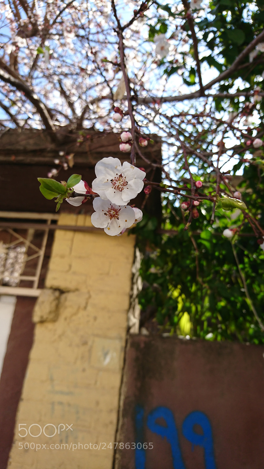 Sony Xperia XZ sample photo. Untitled photography