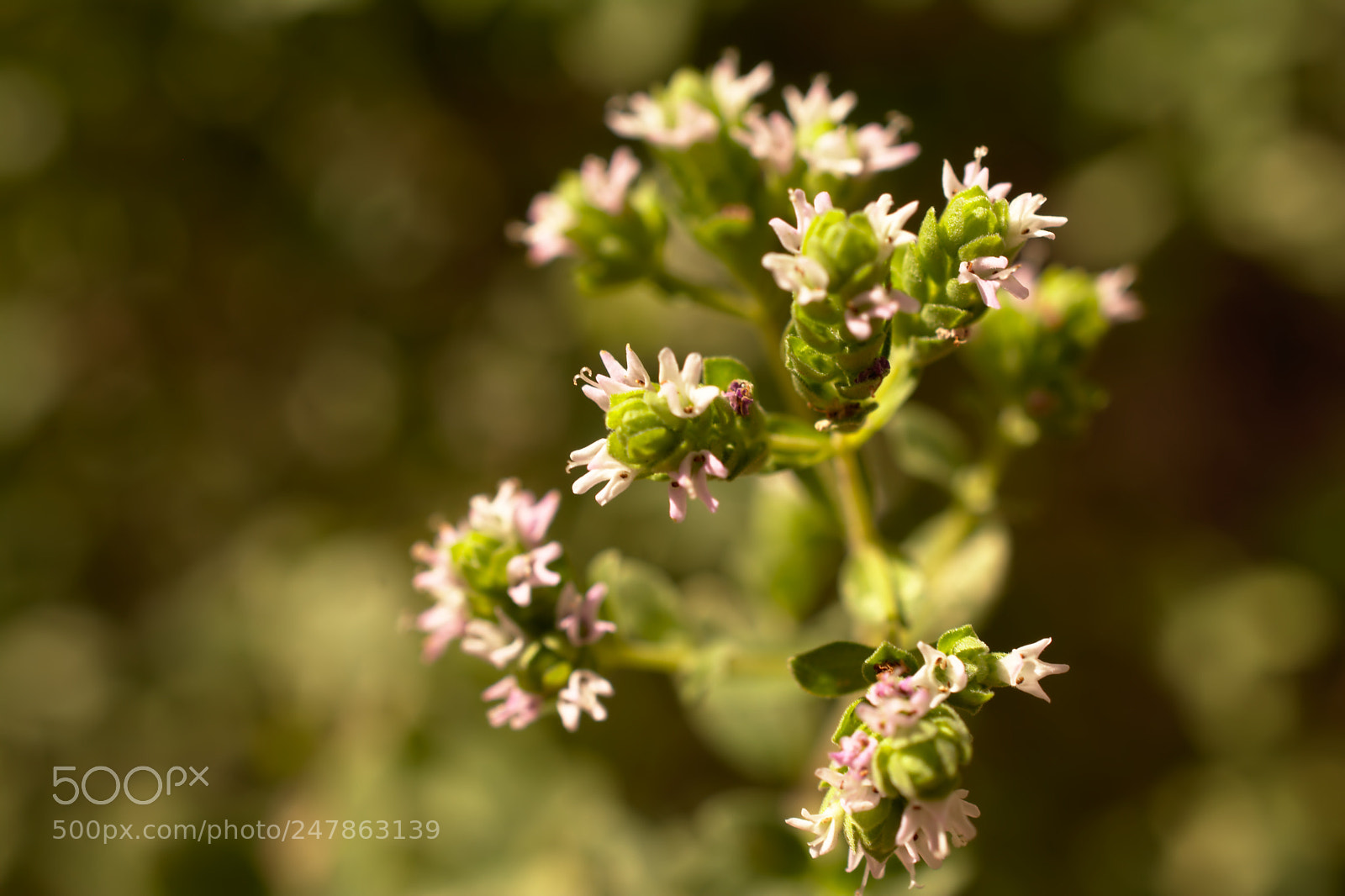 Nikon D7100 sample photo. Origanum vulgare photography