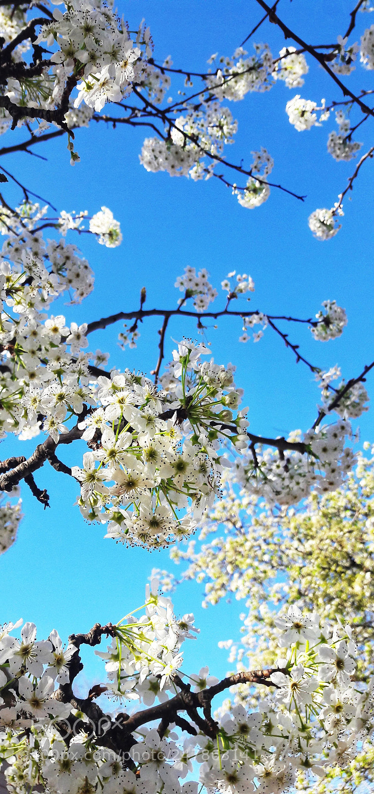 Samsung Galaxy A5(2016) sample photo. Spring's bloom photography
