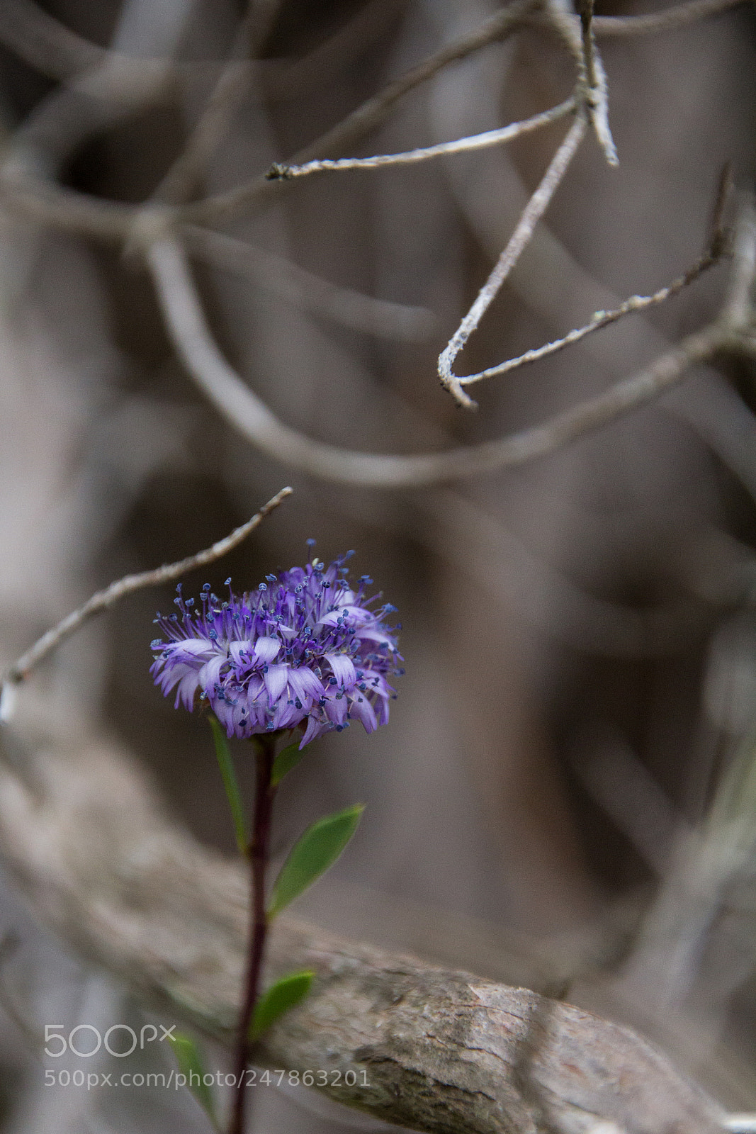 Canon EOS 60D sample photo. Stand alone complex photography