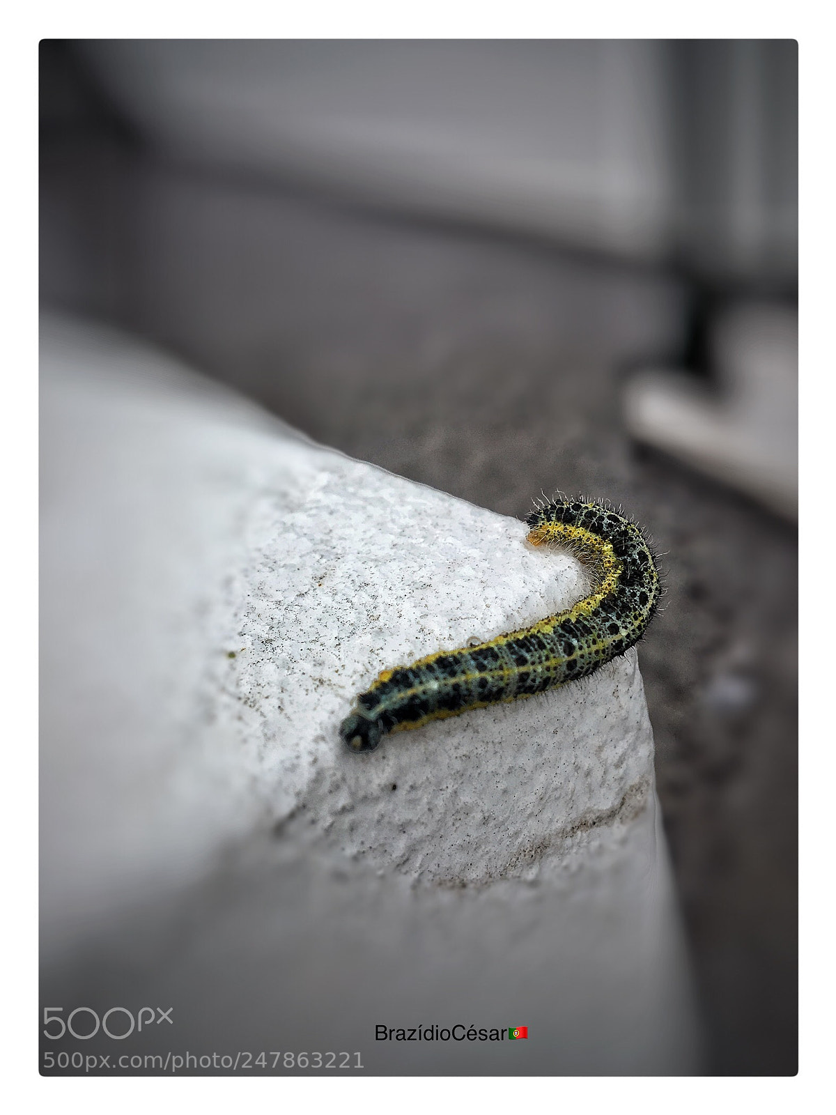 Apple iPhone 6s sample photo. Untitled photography