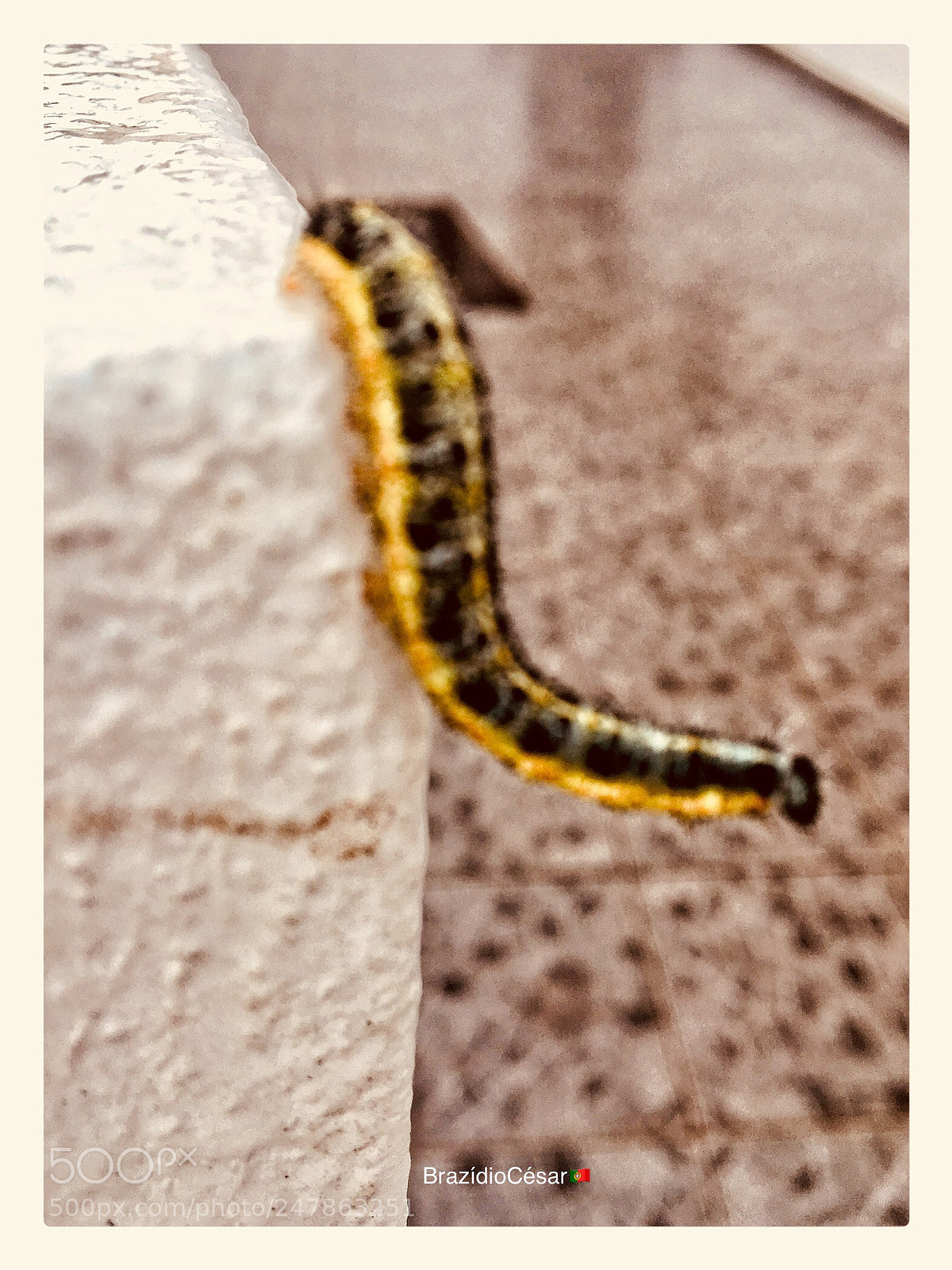 Apple iPhone 6s sample photo. Untitled photography