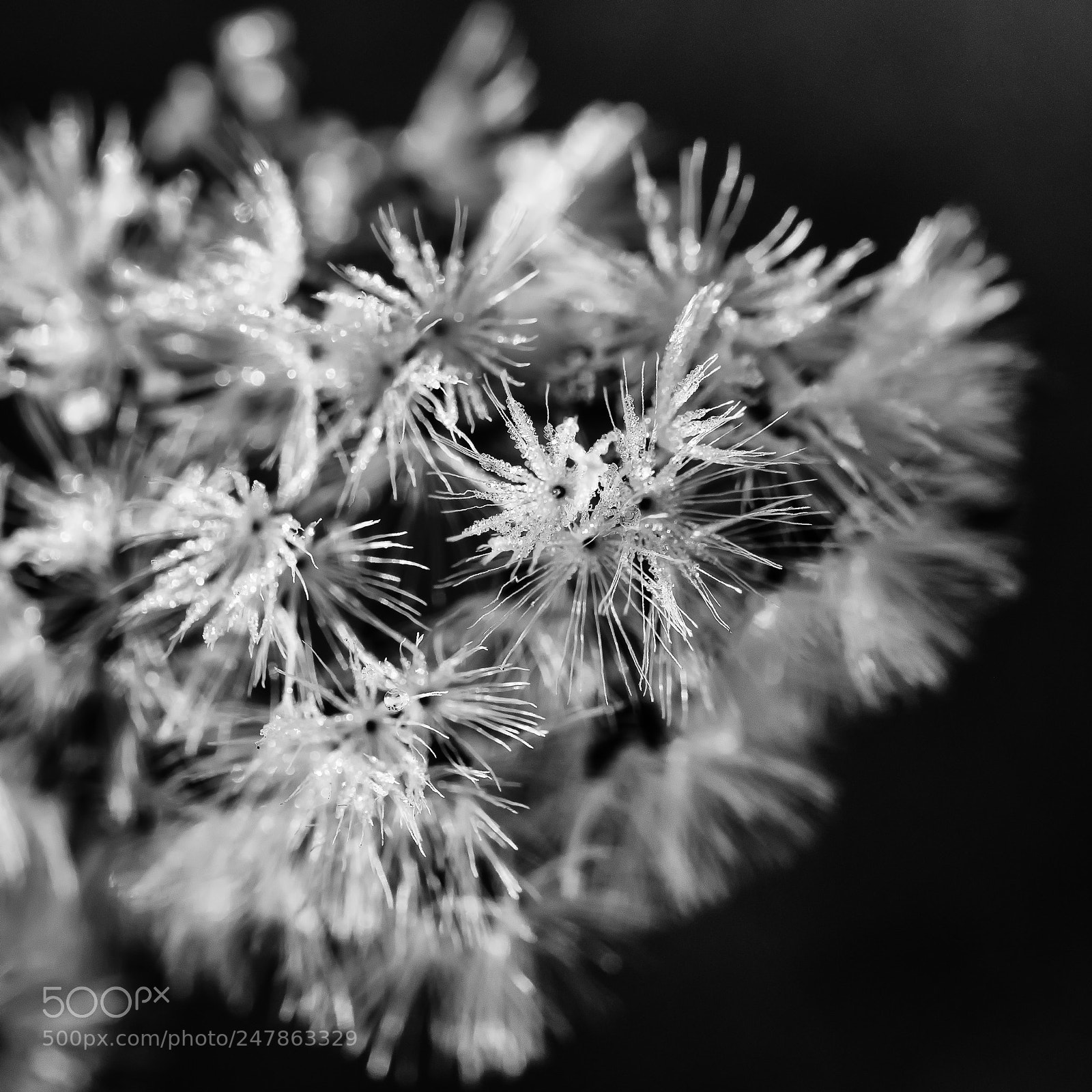 Nikon D810 sample photo. Cold 2 photography