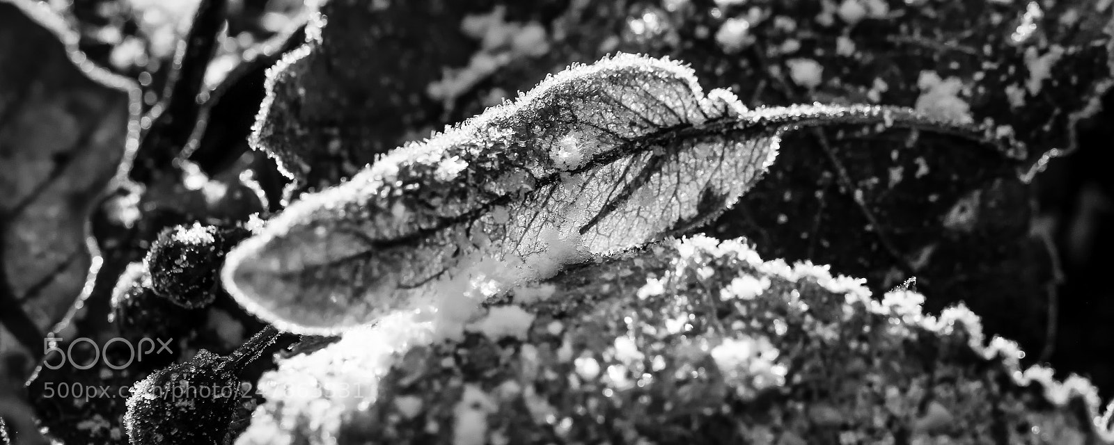 Nikon D810 sample photo. Snow on leaf in photography