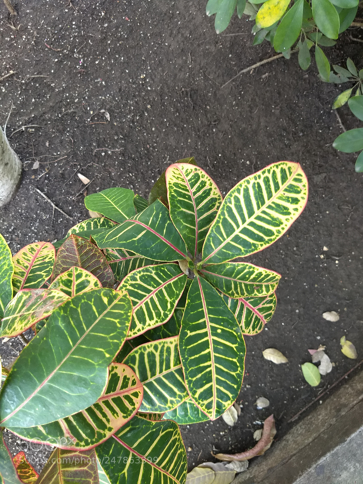 Motorola Moto G (5) Plus sample photo. Cenital! photography