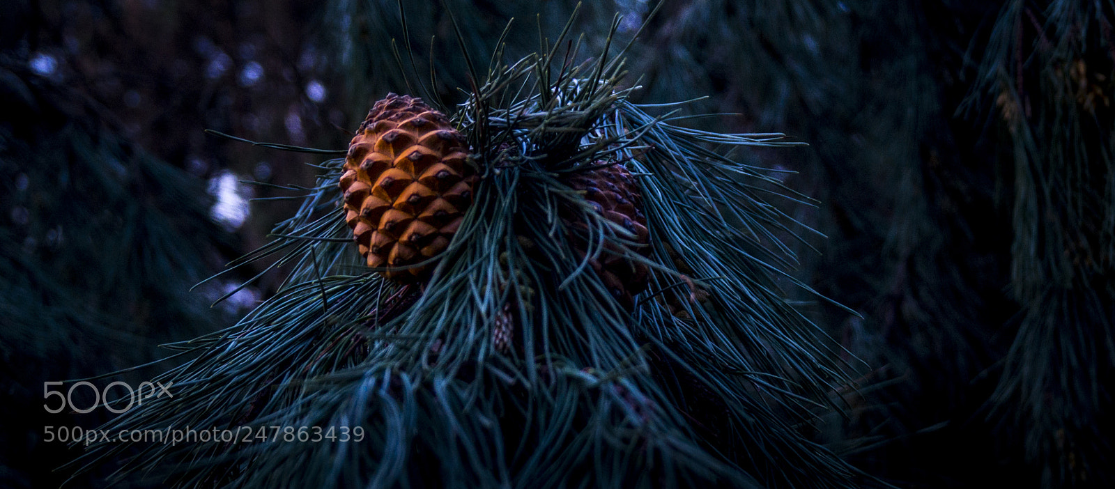 Sony SLT-A58 sample photo. Winter mood photography