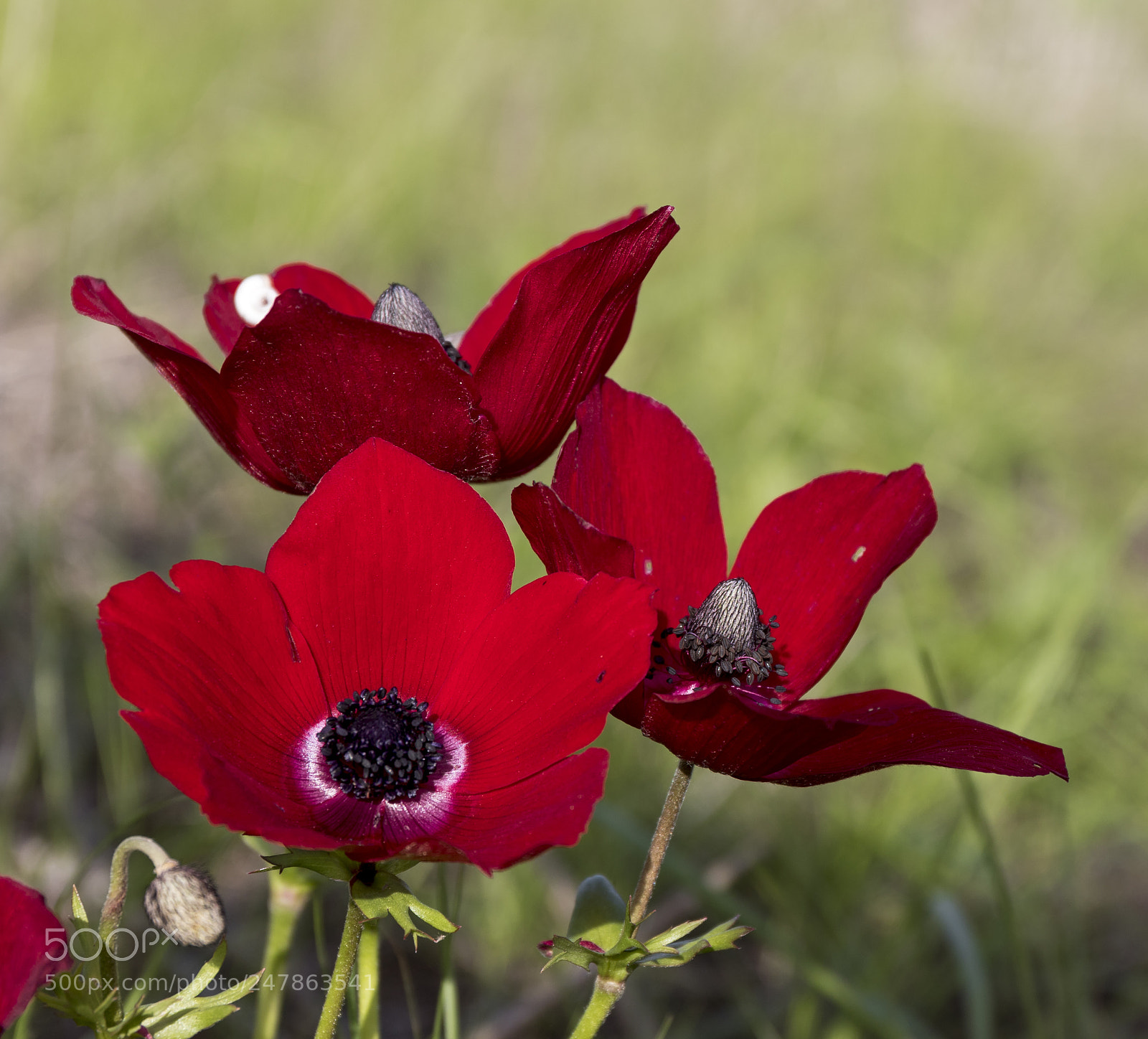 Canon EOS 7D Mark II sample photo. Anemone photography