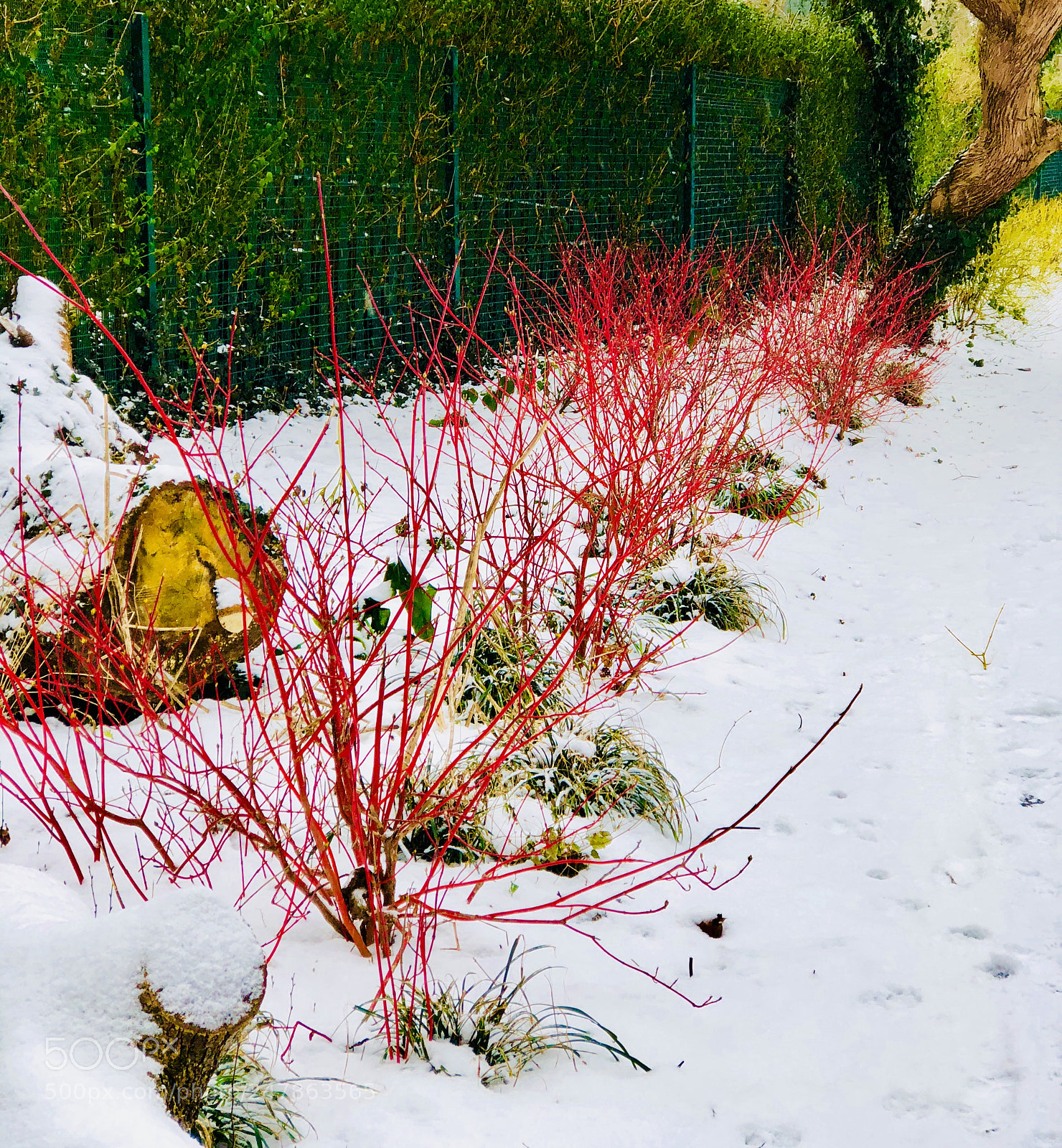 Apple iPhone 8 Plus sample photo. Red on snow photography