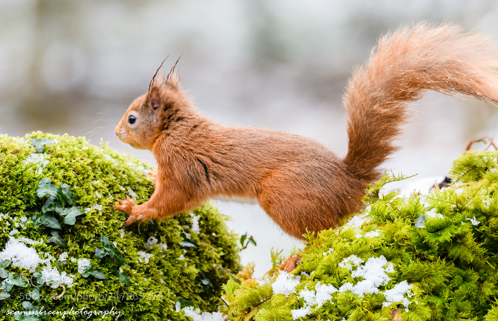Nikon D850 sample photo. Cute red photography