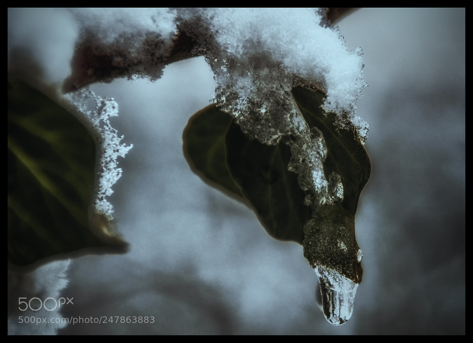 Nikon D7100 sample photo. Frozen photography