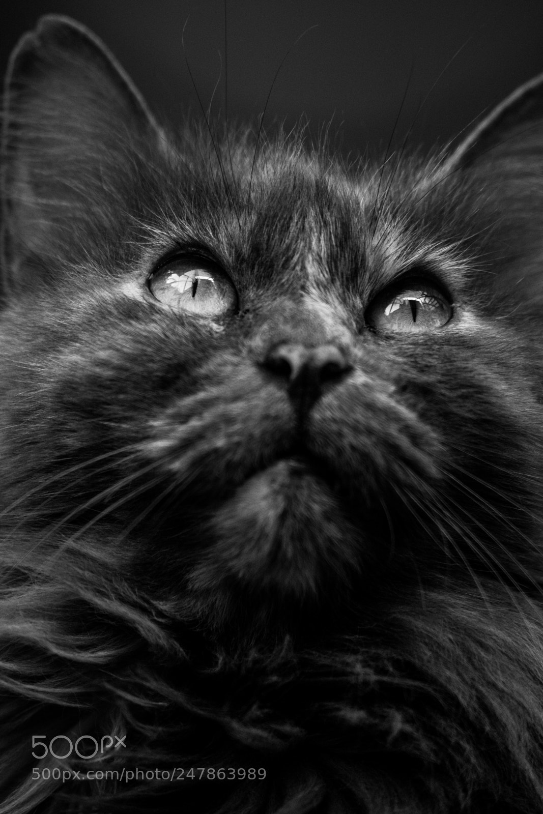 Nikon D3300 sample photo. Kitty cat. photography