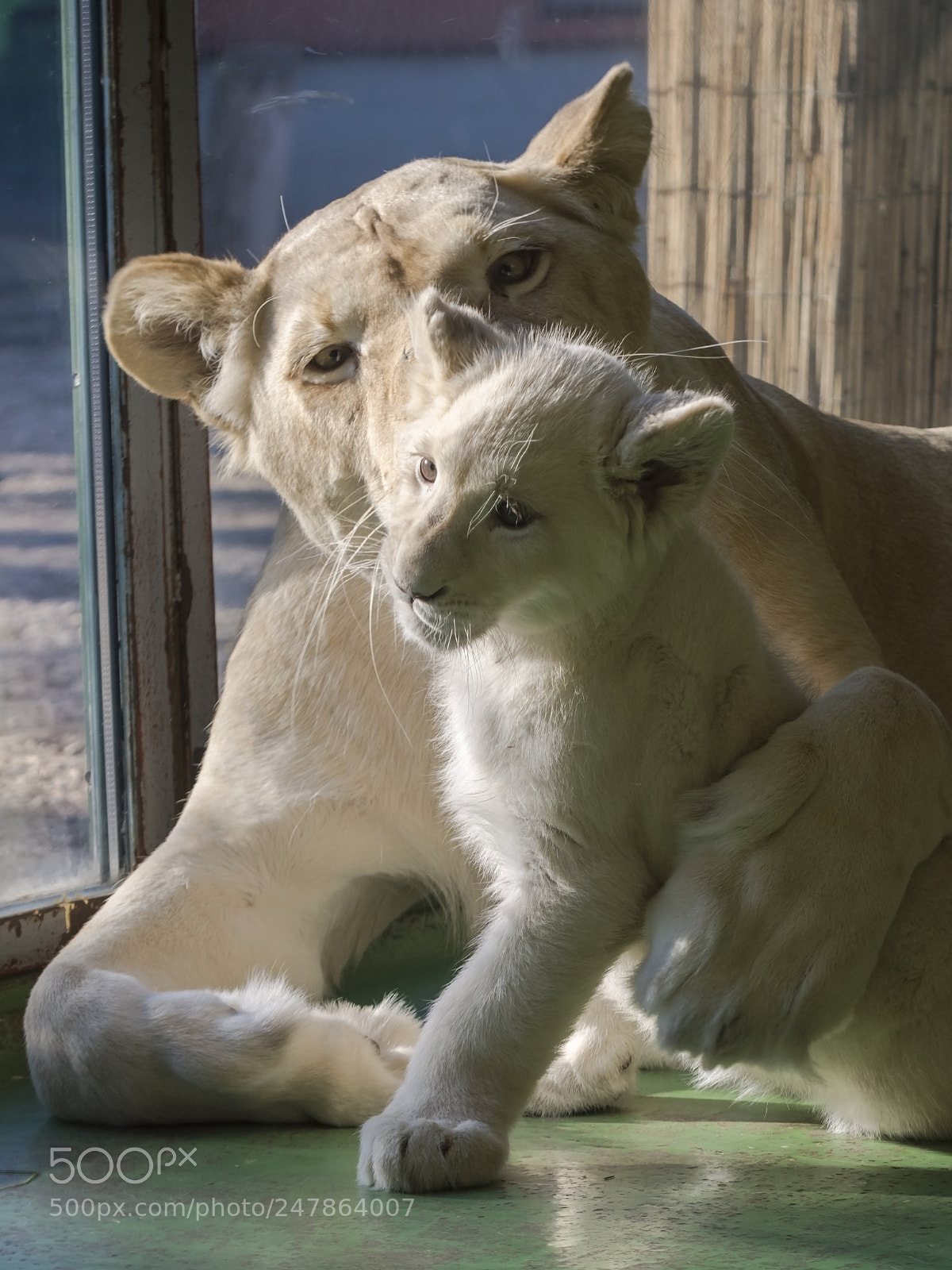 Nikon D7100 sample photo. White lion cub and photography