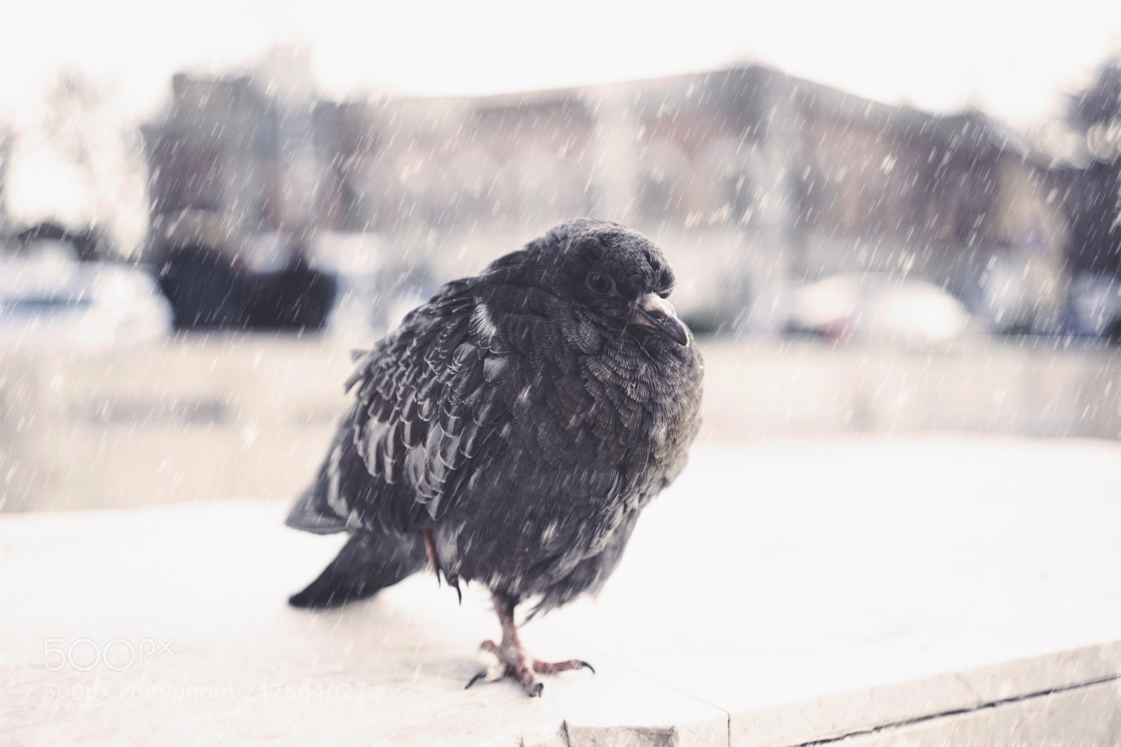 Sony a7 sample photo. Dove photography