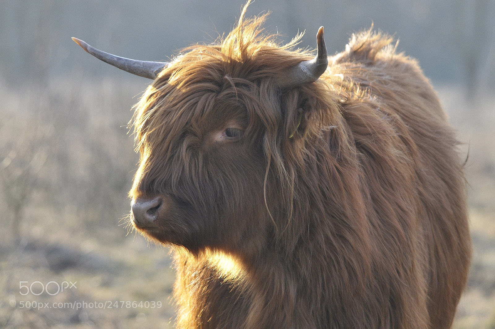 Nikon D300 sample photo. Highland cow photography