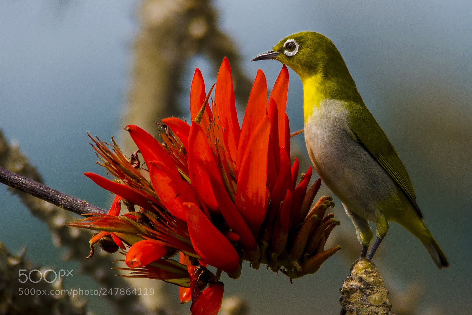 Nikon D5100 sample photo. Oriental white eye photography