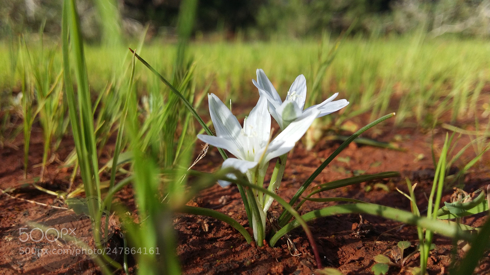 Samsung Galaxy A5 sample photo. Untitled photography