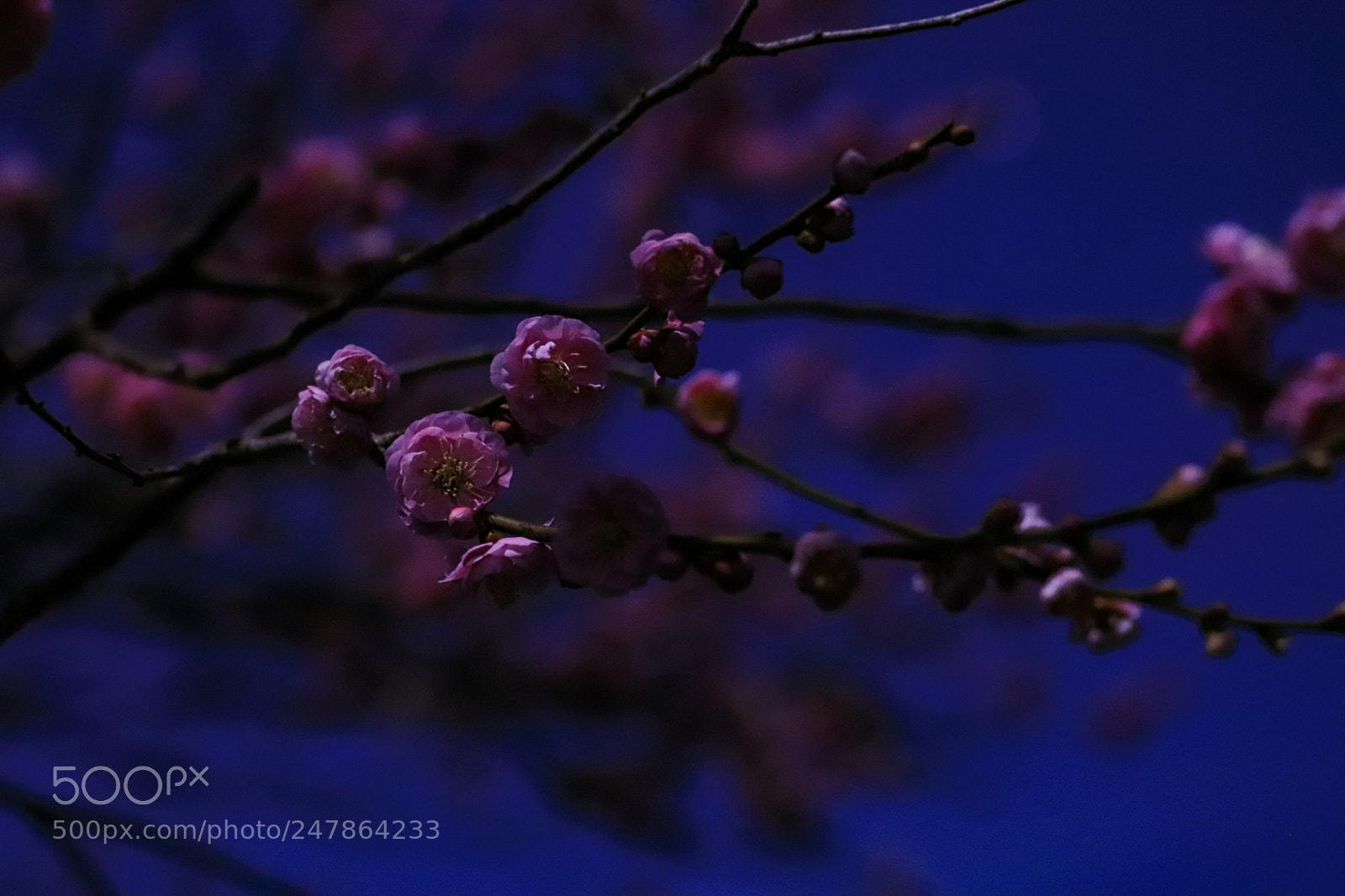 Canon EOS 6D Mark II sample photo. Untitled photography