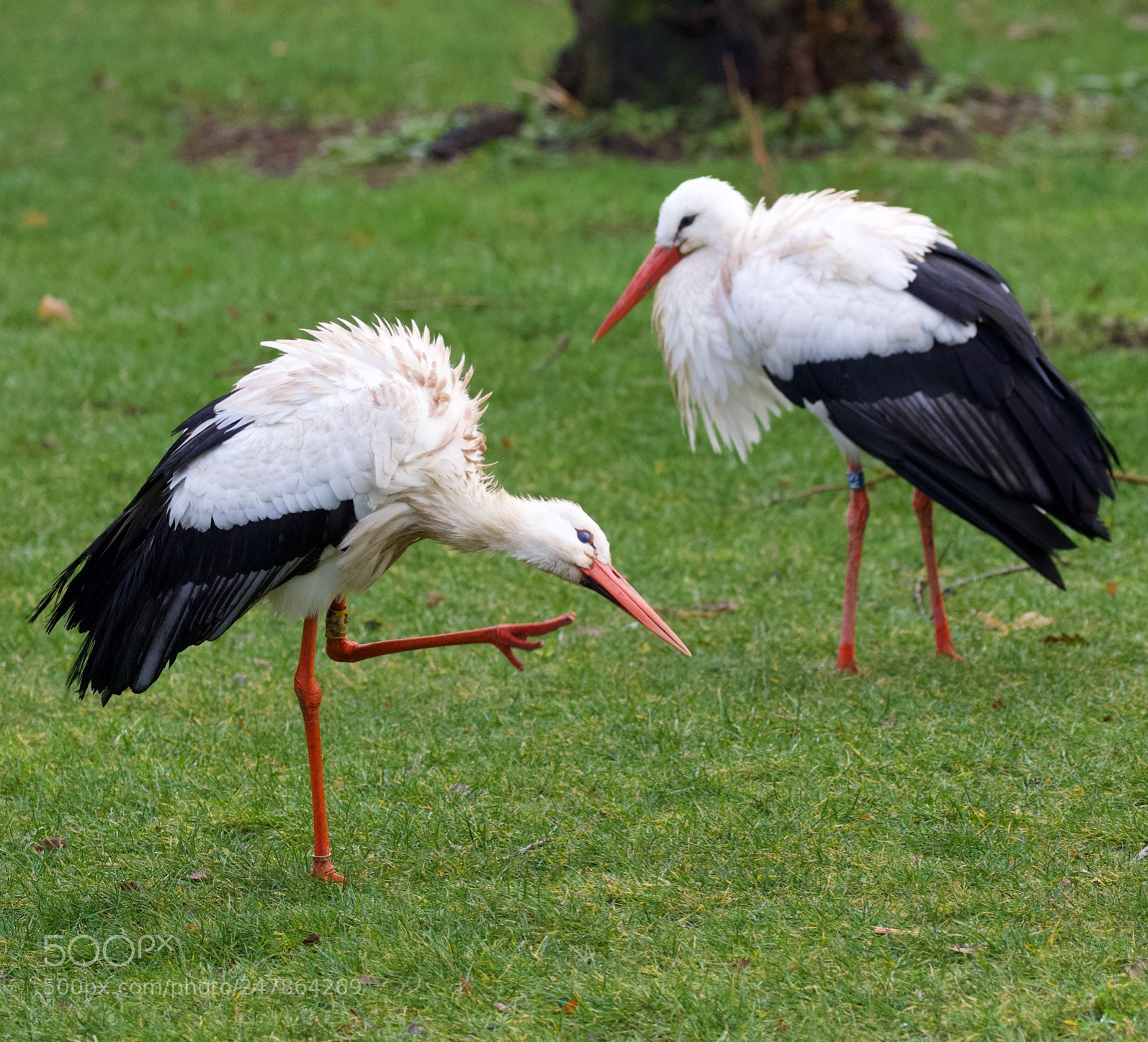 Canon EOS 7D Mark II sample photo. Pair of white storks photography