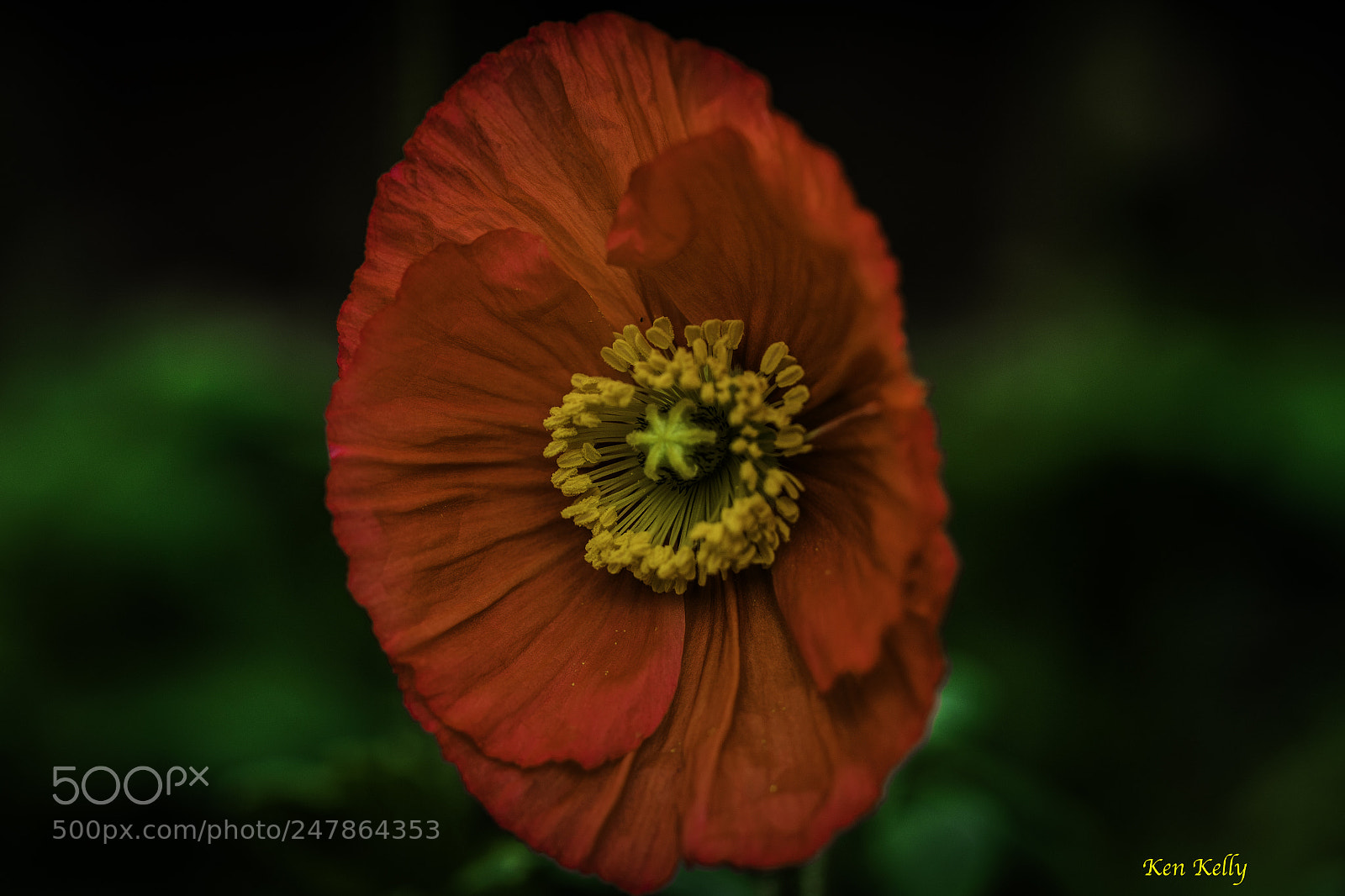Canon EOS 7D Mark II sample photo. Icelandic poppy photography