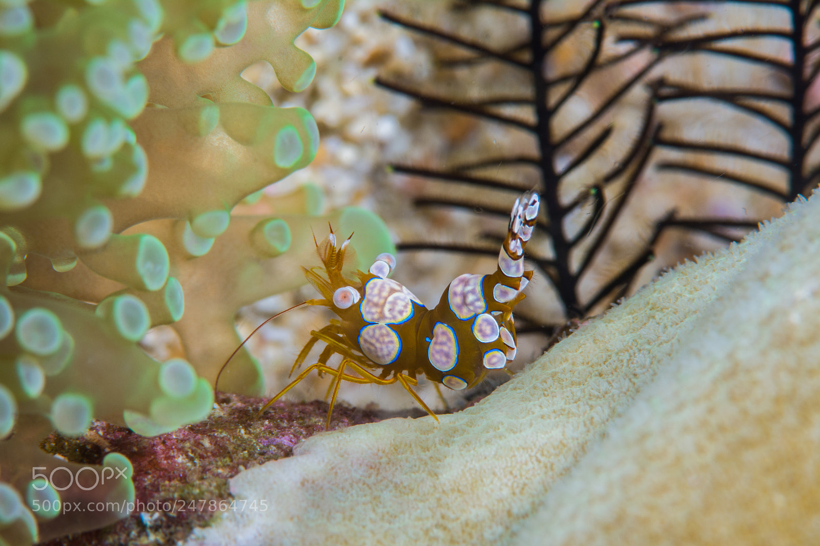Nikon D7100 sample photo. Beauty of the shrimp photography