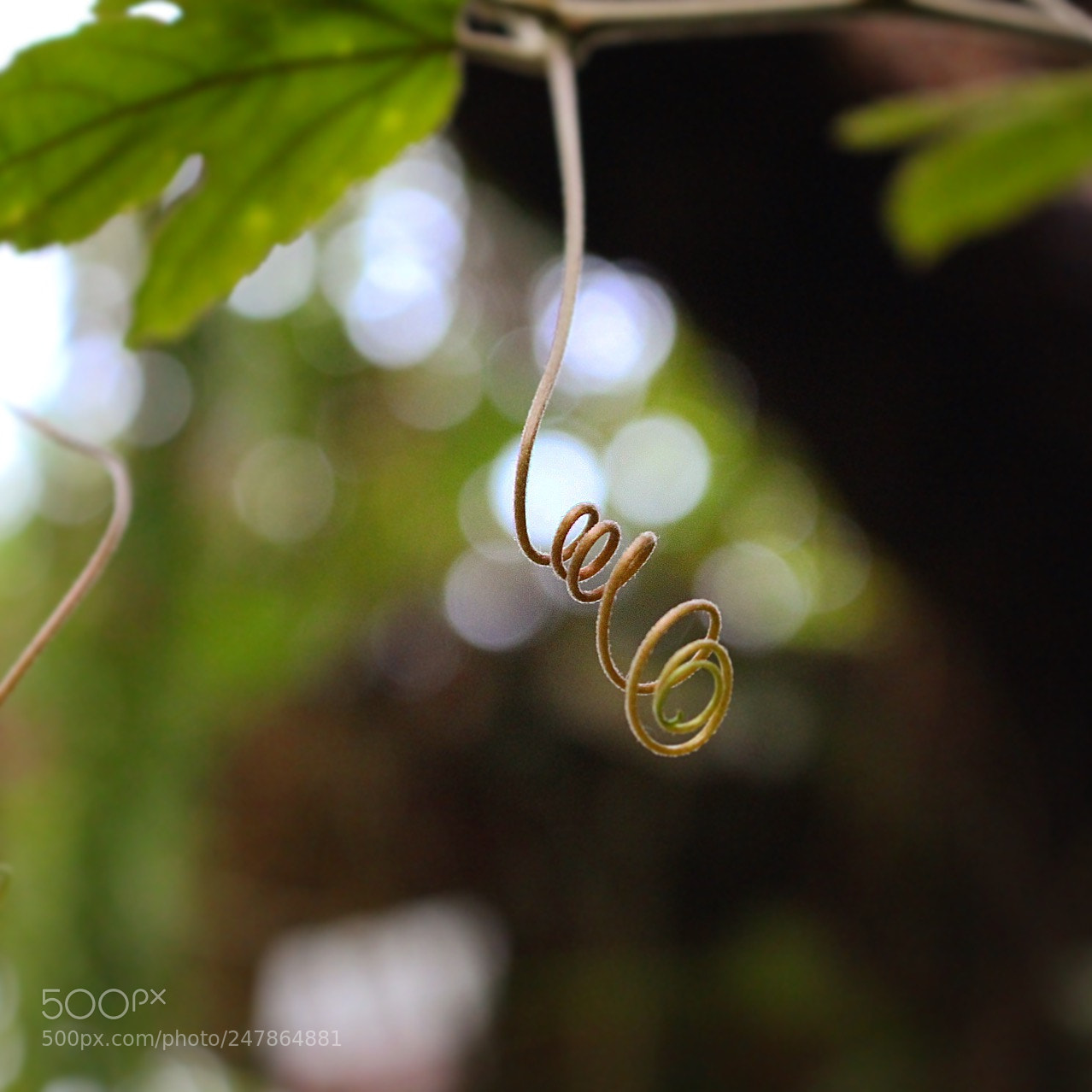 Canon EOS 700D (EOS Rebel T5i / EOS Kiss X7i) sample photo. Art, because the artist photography