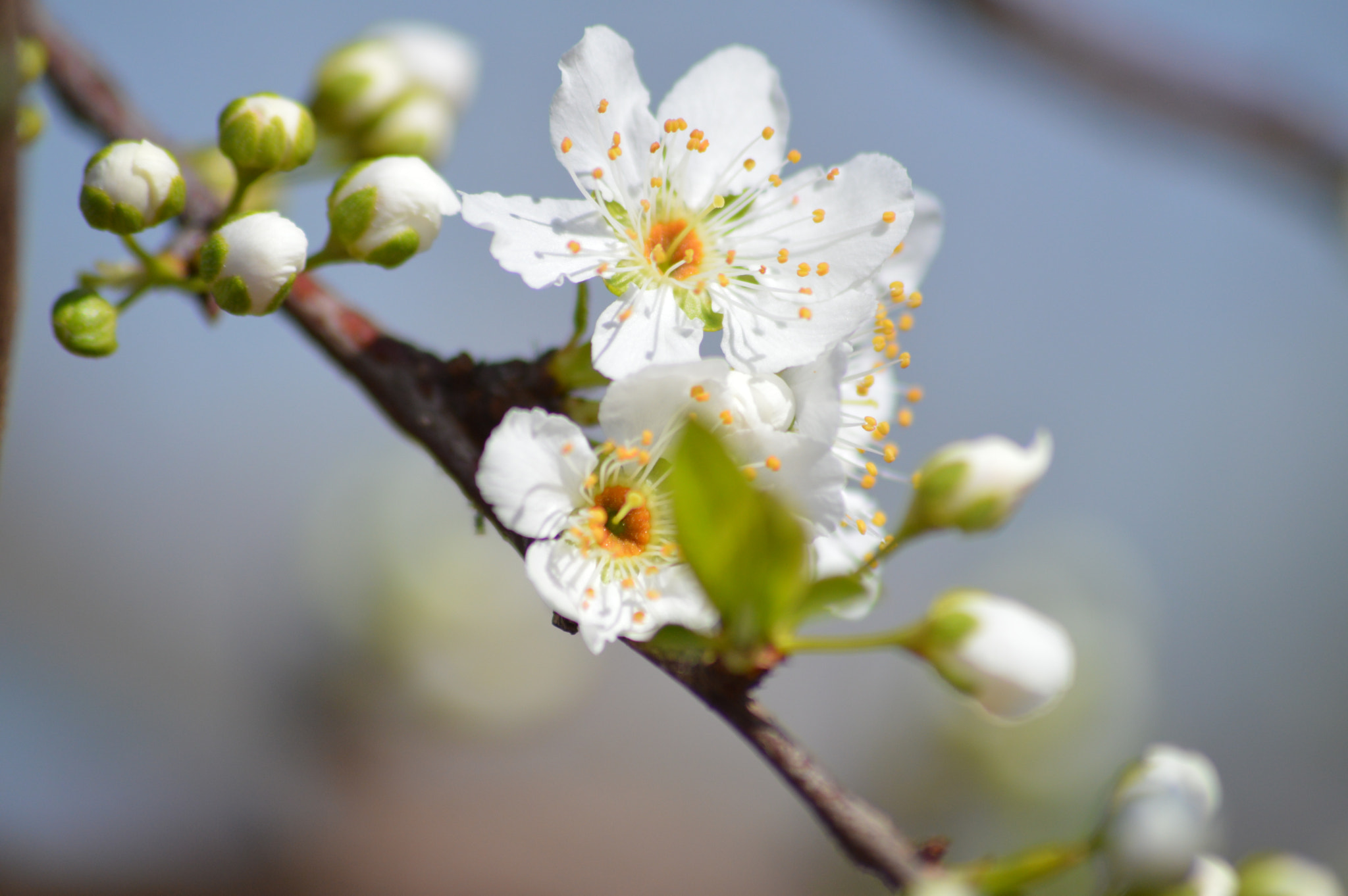 Nikon D3200 + Sigma 70-300mm F4-5.6 APO DG Macro sample photo. Cherries blossom photography
