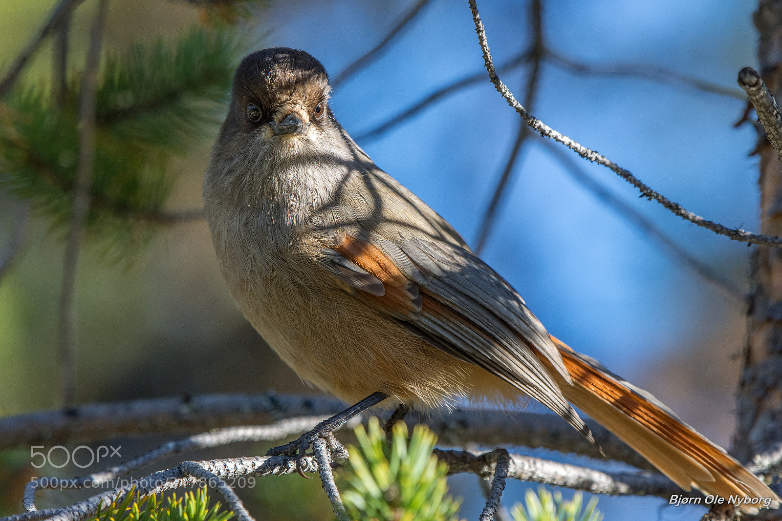 Nikon D7200 sample photo. Siberian jay 2 photography