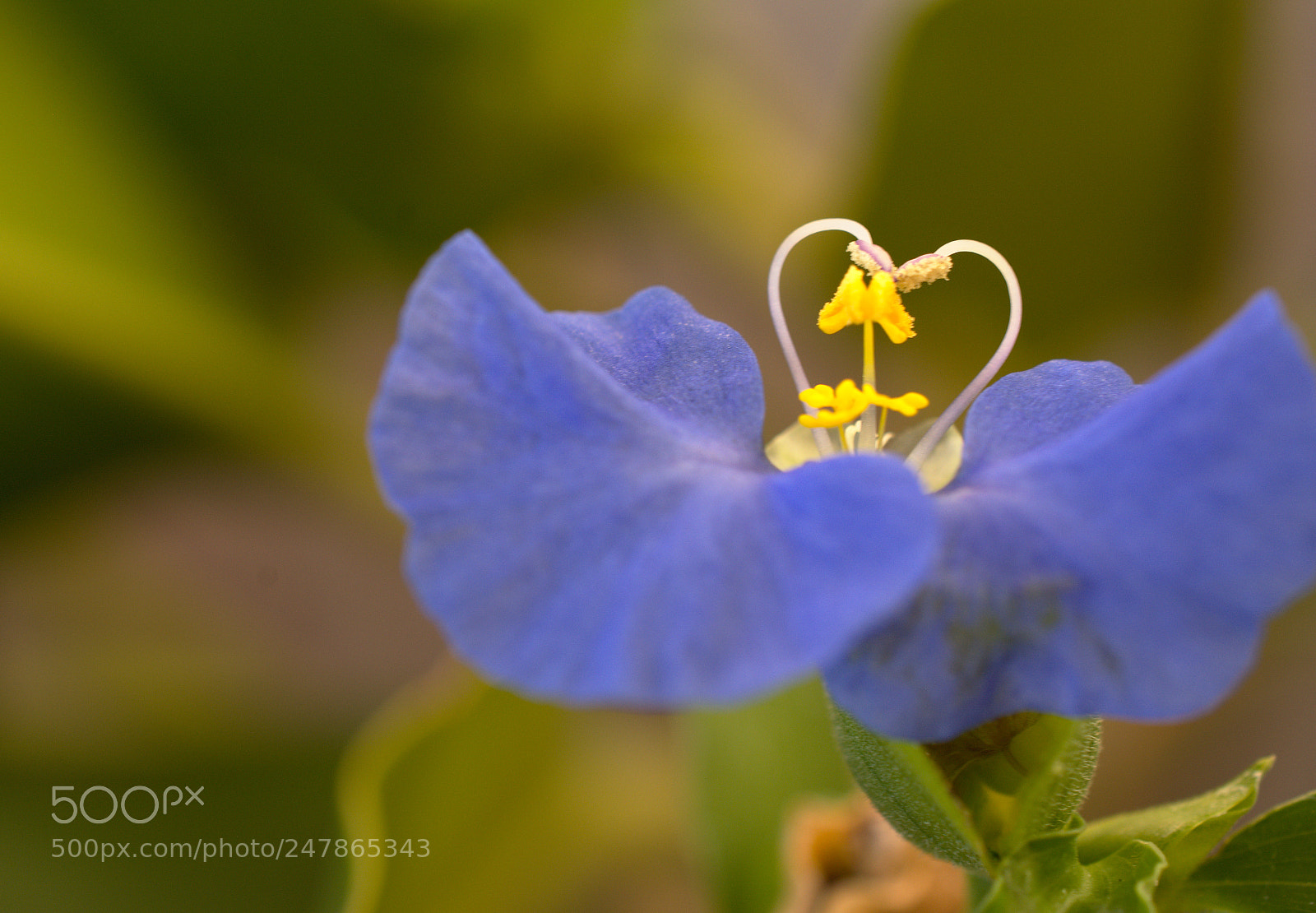 Nikon D7100 sample photo. Flor azul photography