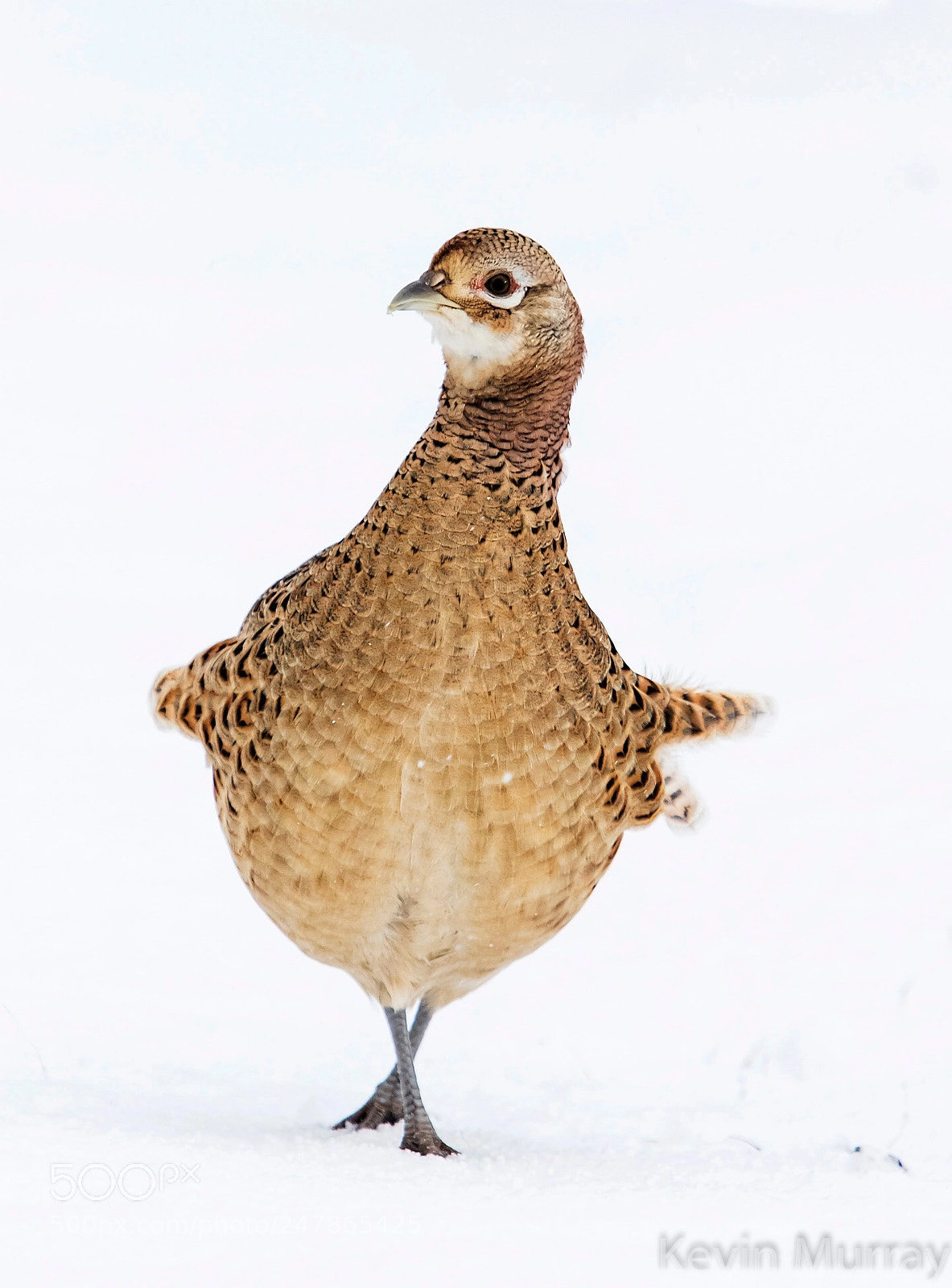 Canon EOS 7D Mark II sample photo. Hen pheasant in snow photography