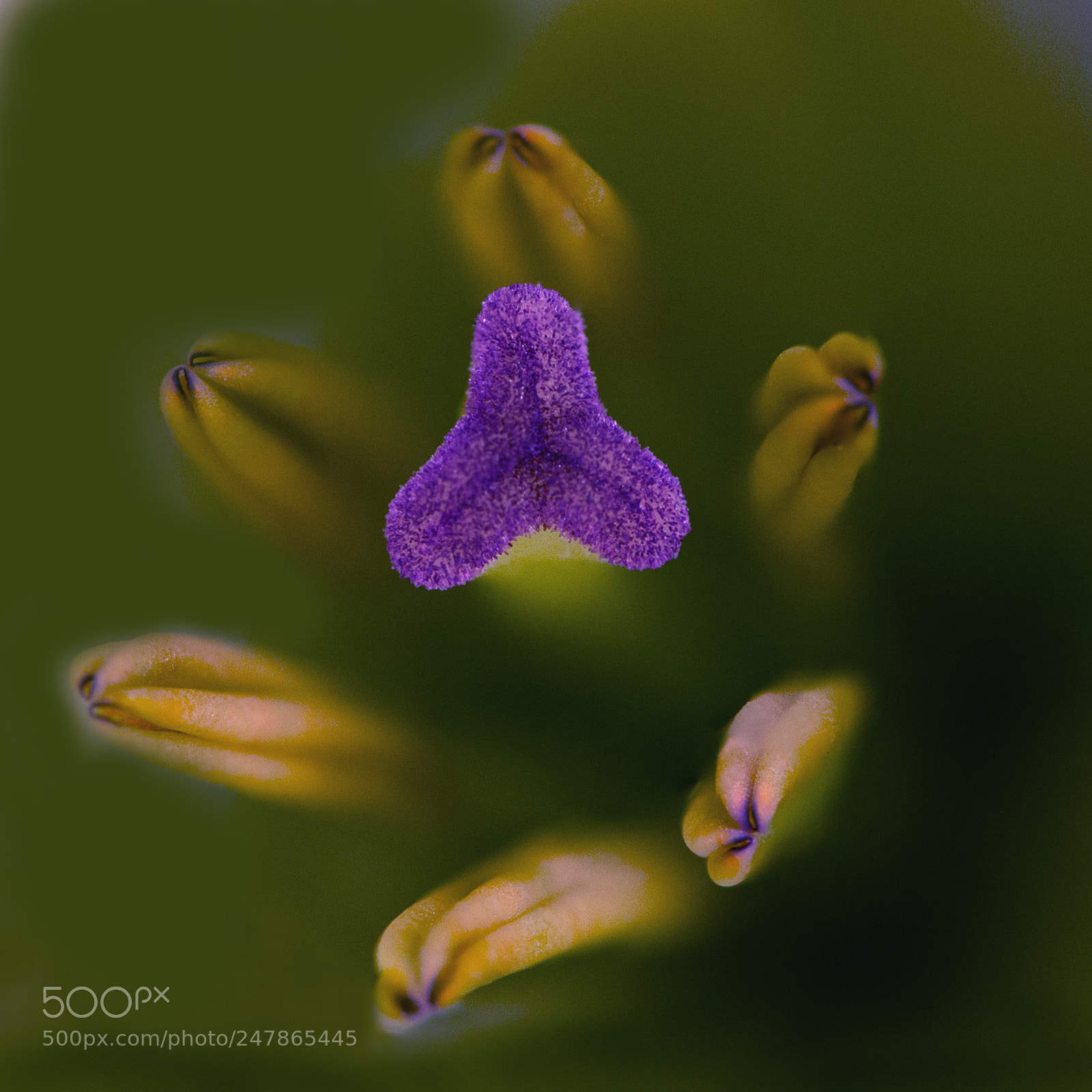 Nikon D610 sample photo. Lily to the light photography