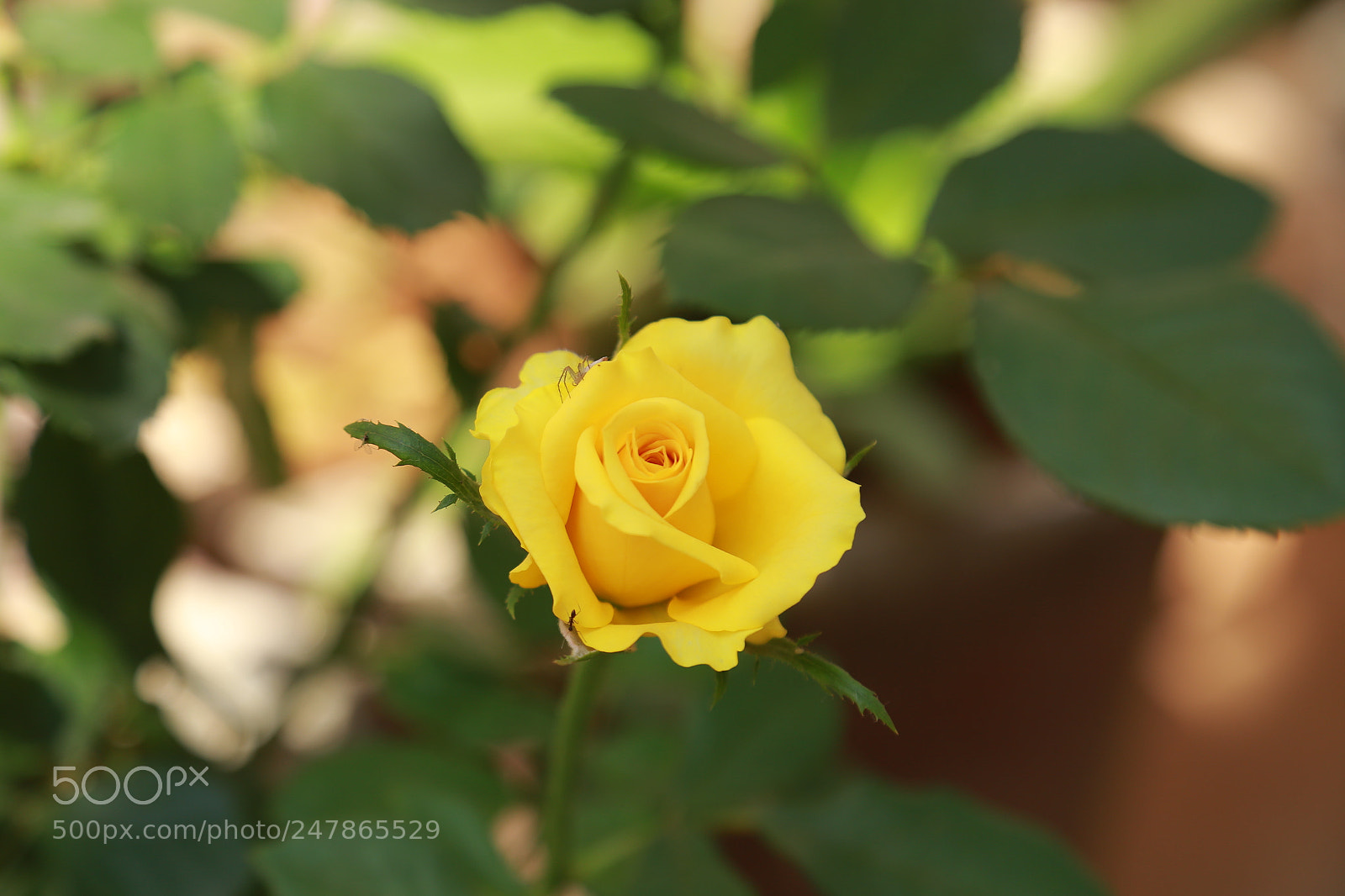 Canon EOS 6D + Canon EF 24-105mm F4L IS USM sample photo. Img photography