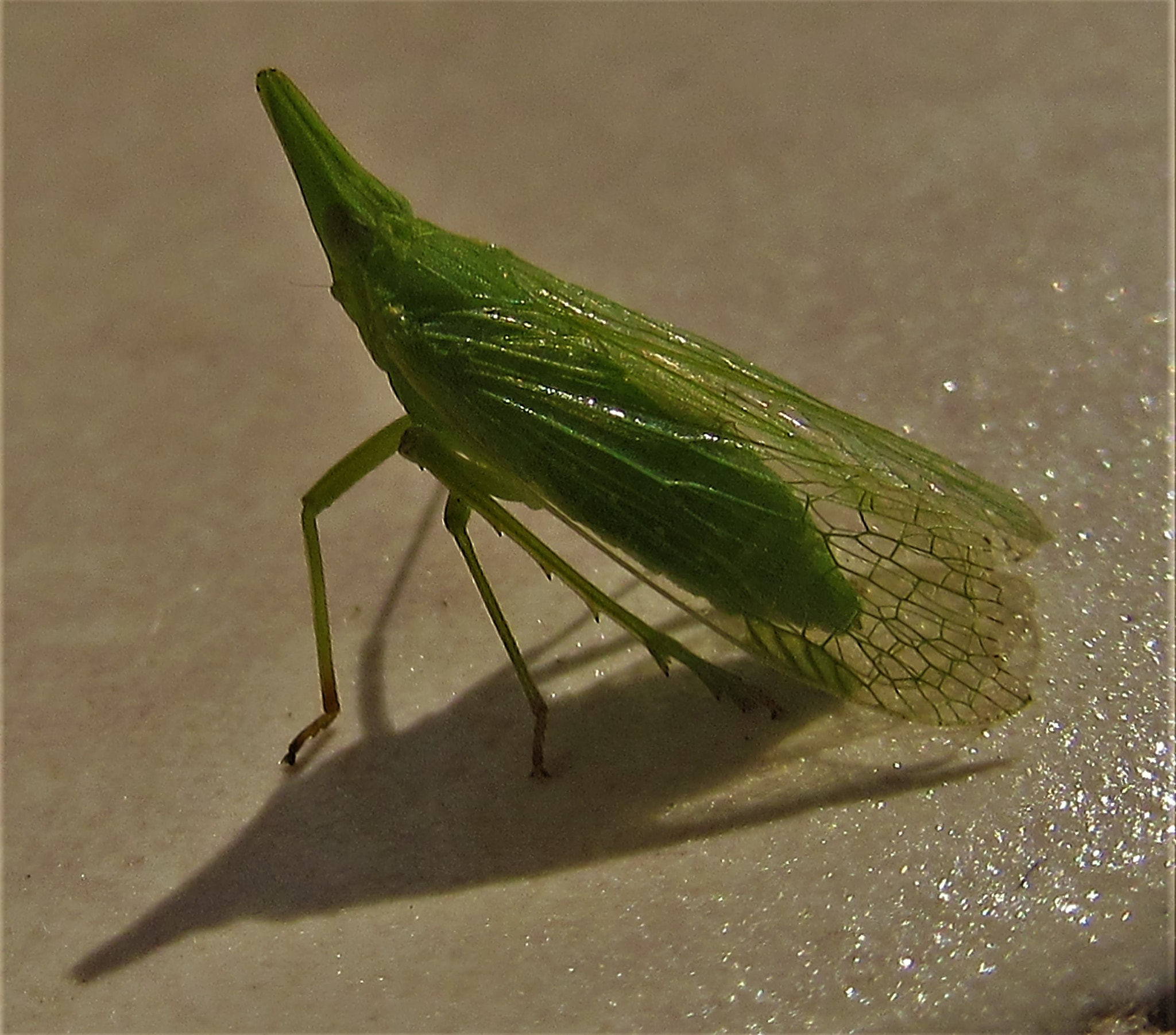 Canon PowerShot SX600 HS sample photo. Dictyophara europaea photography