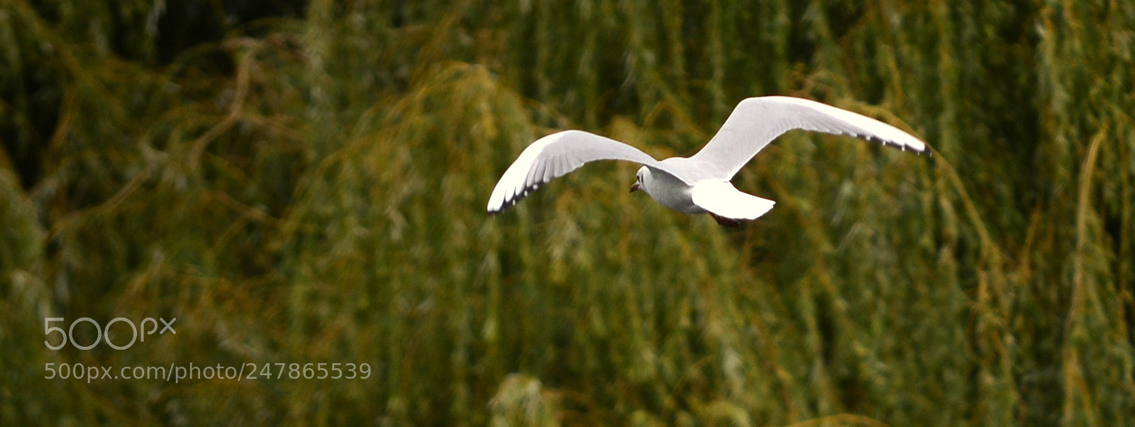 Nikon D5100 sample photo. Freedom photography