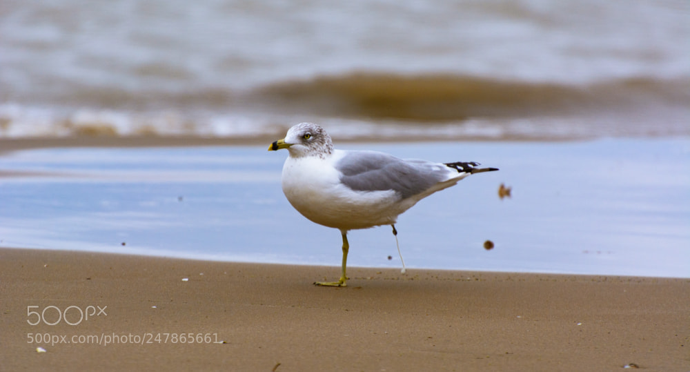 Nikon D5200 sample photo. Untitled_bird_beach photography