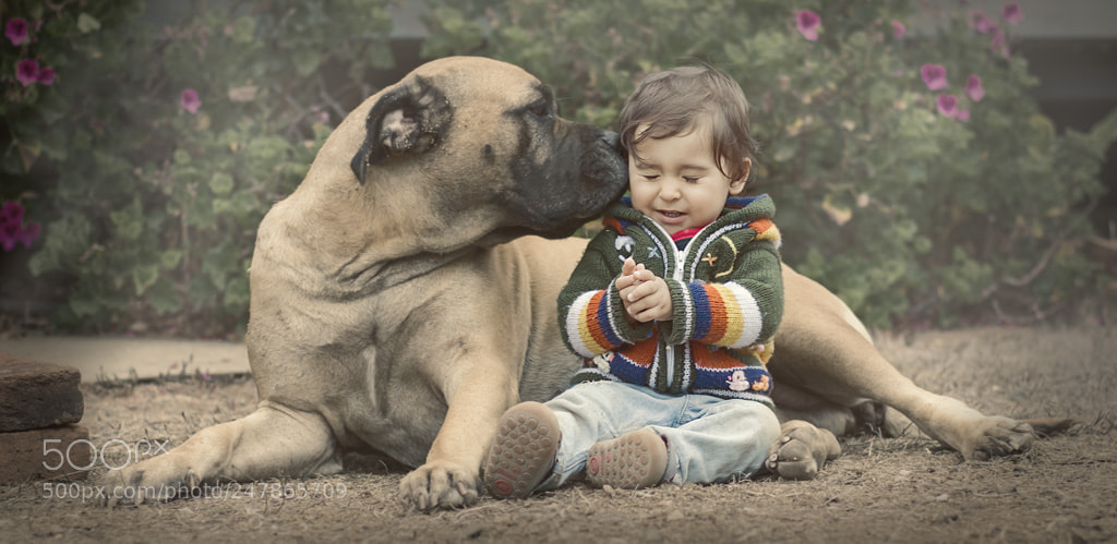 Nikon D7100 sample photo. Gran dog photography