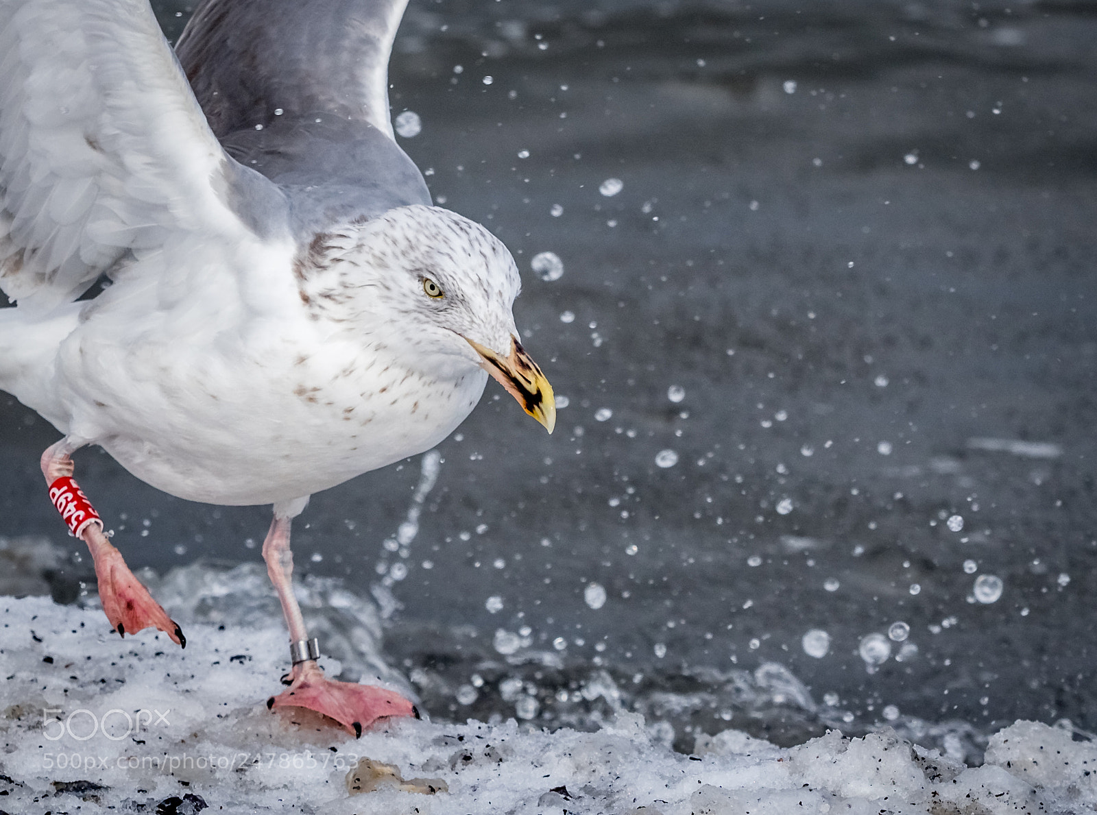 Olympus OM-D E-M1 Mark II sample photo. Seagull photography